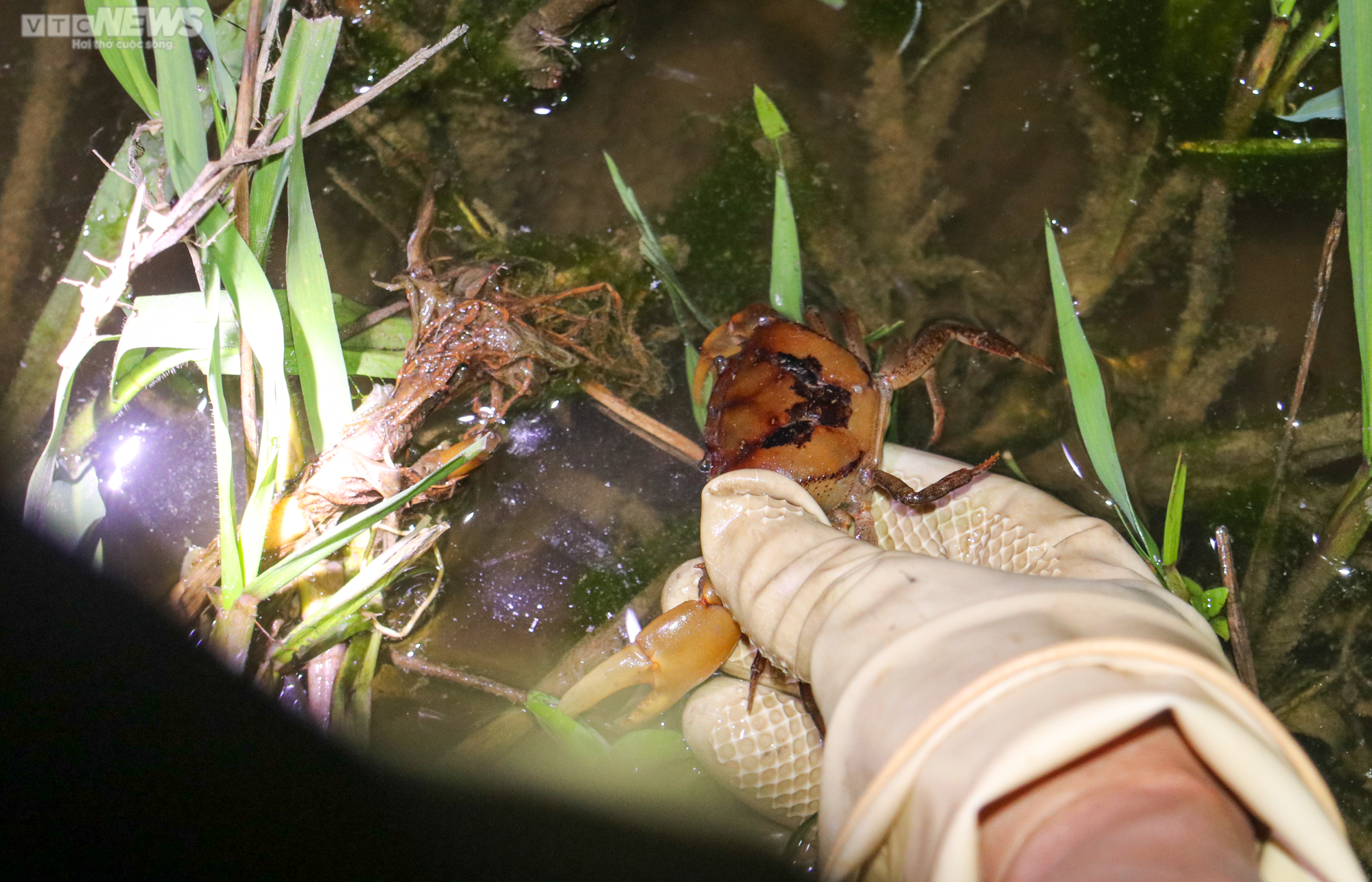 Người Hà Tĩnh đội đèn, bì bõm săn cua đồng sau mùa lũ - 12
