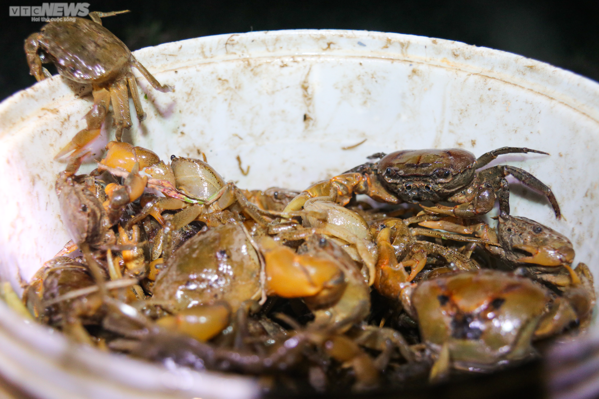 Người Hà Tĩnh đội đèn, bì bõm săn cua đồng sau mùa lũ - 15