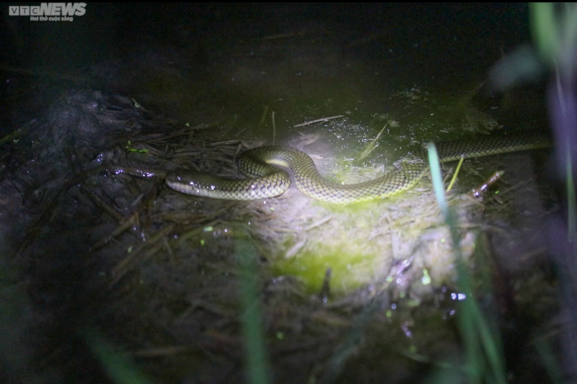 Người Hà Tĩnh đội đèn, bì bõm săn cua đồng sau mùa lũ - 13