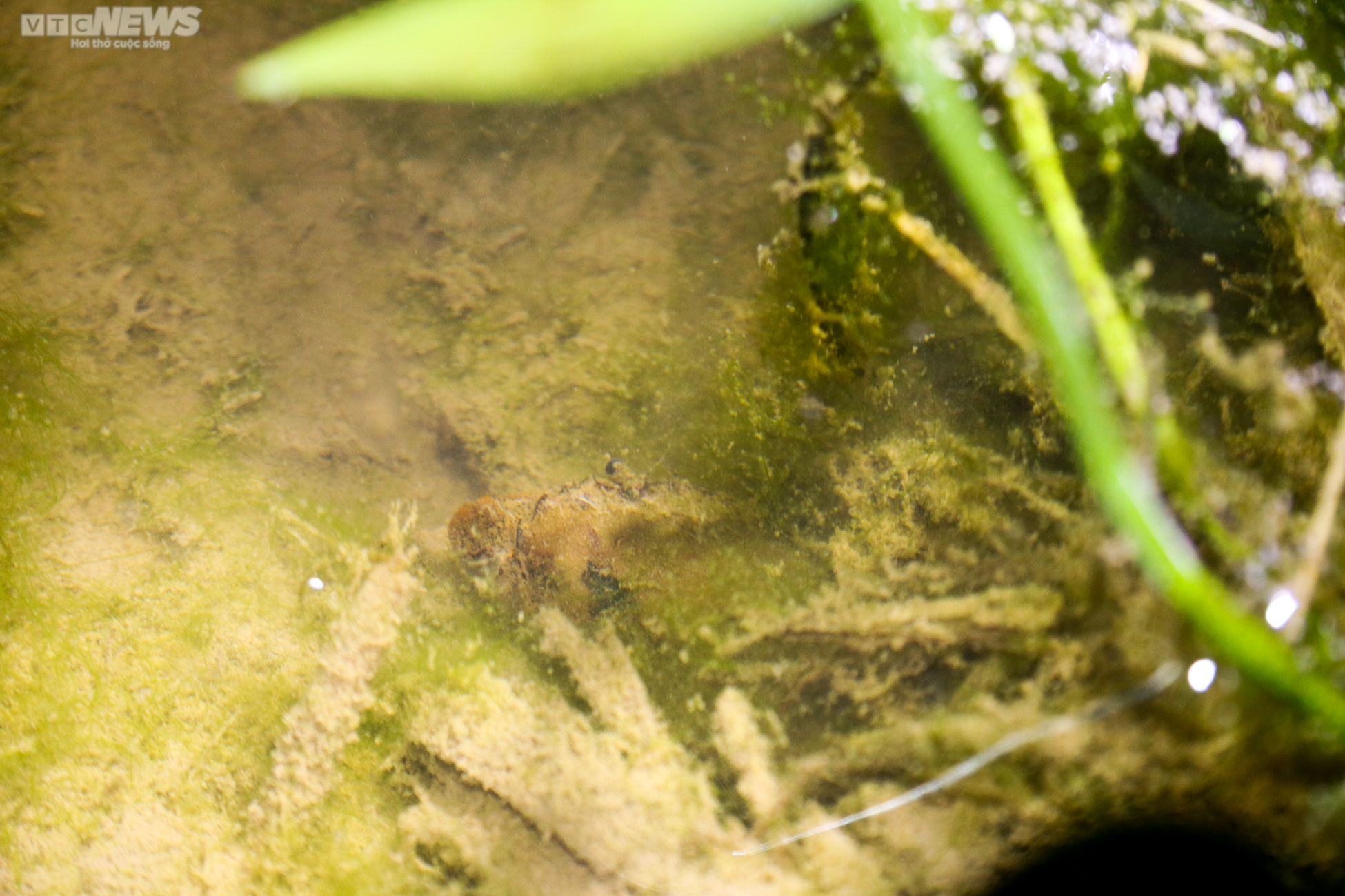 Người Hà Tĩnh đội đèn, bì bõm săn cua đồng sau mùa lũ - 11