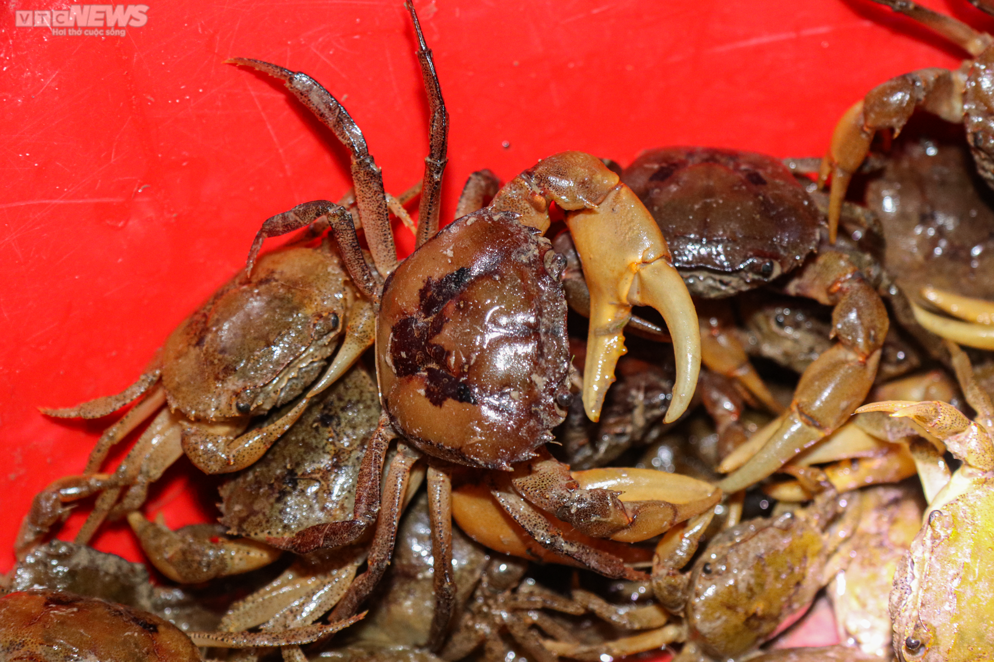 Người Hà Tĩnh đội đèn, bì bõm săn cua đồng sau mùa lũ - 7