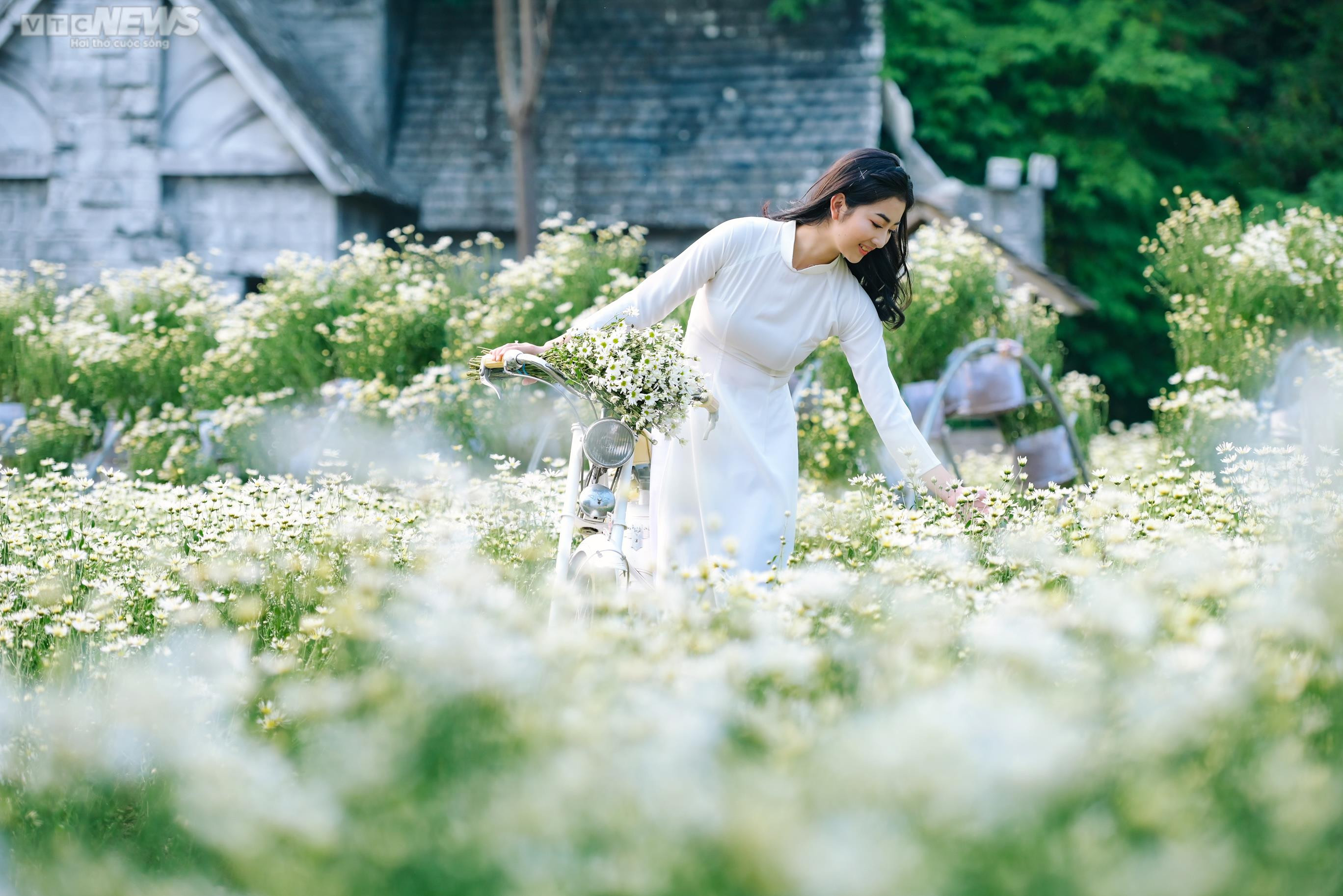 Thiếu nữ Hà thành khoe dáng bên cánh đồng cúc họa mi nở rộ - 15