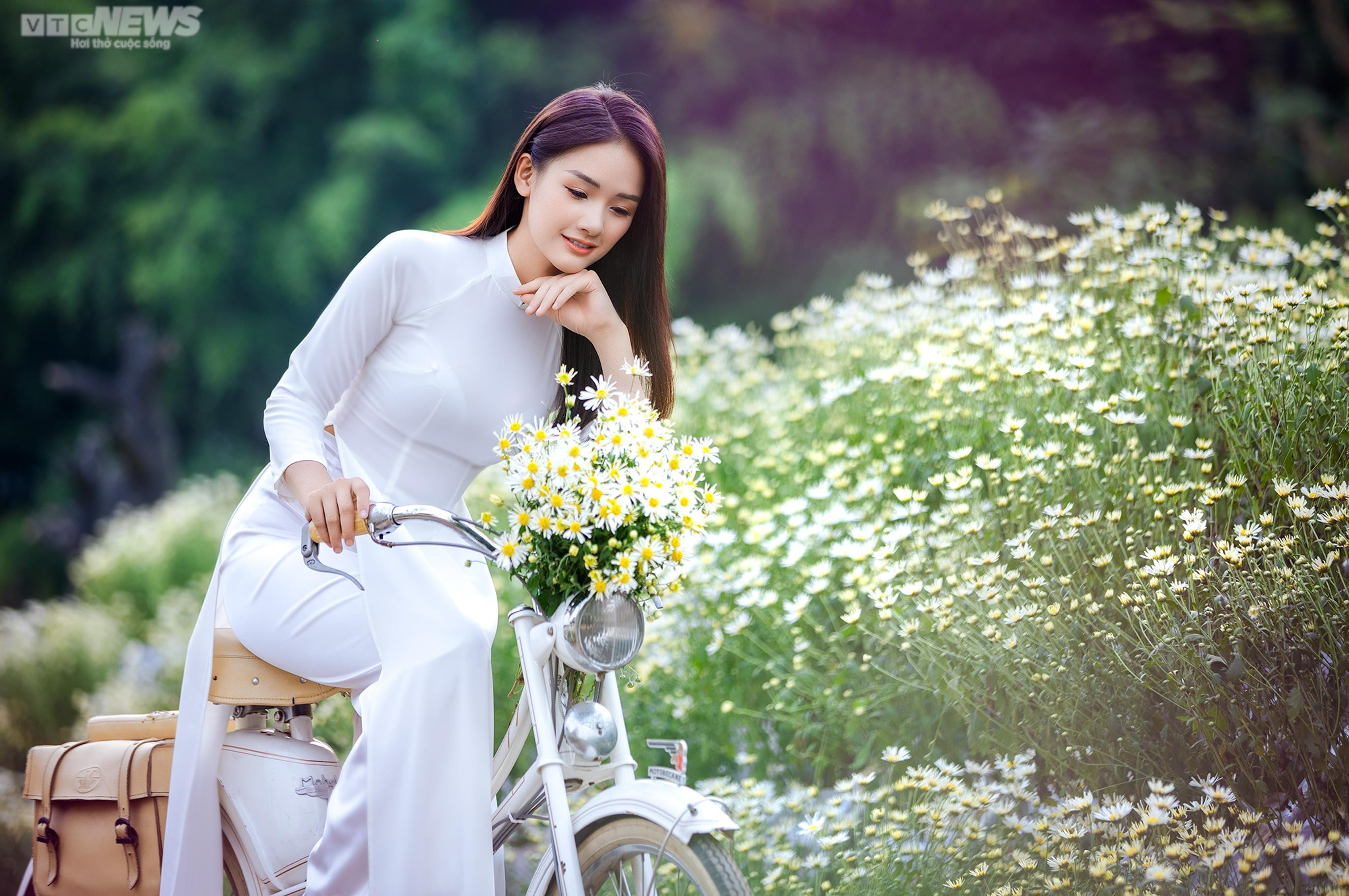 Thiếu nữ Hà thành khoe dáng bên cánh đồng cúc họa mi nở rộ - 6