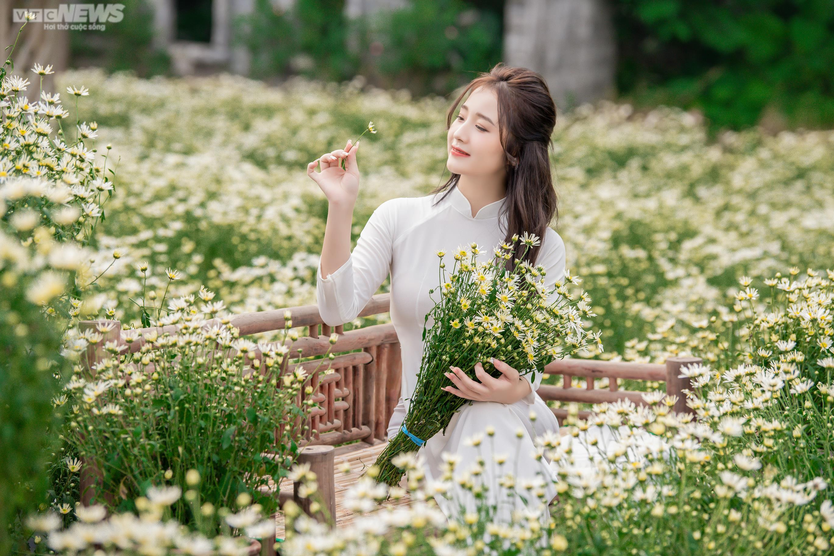 Thiếu nữ Hà thành khoe dáng bên cánh đồng cúc họa mi nở rộ - 7