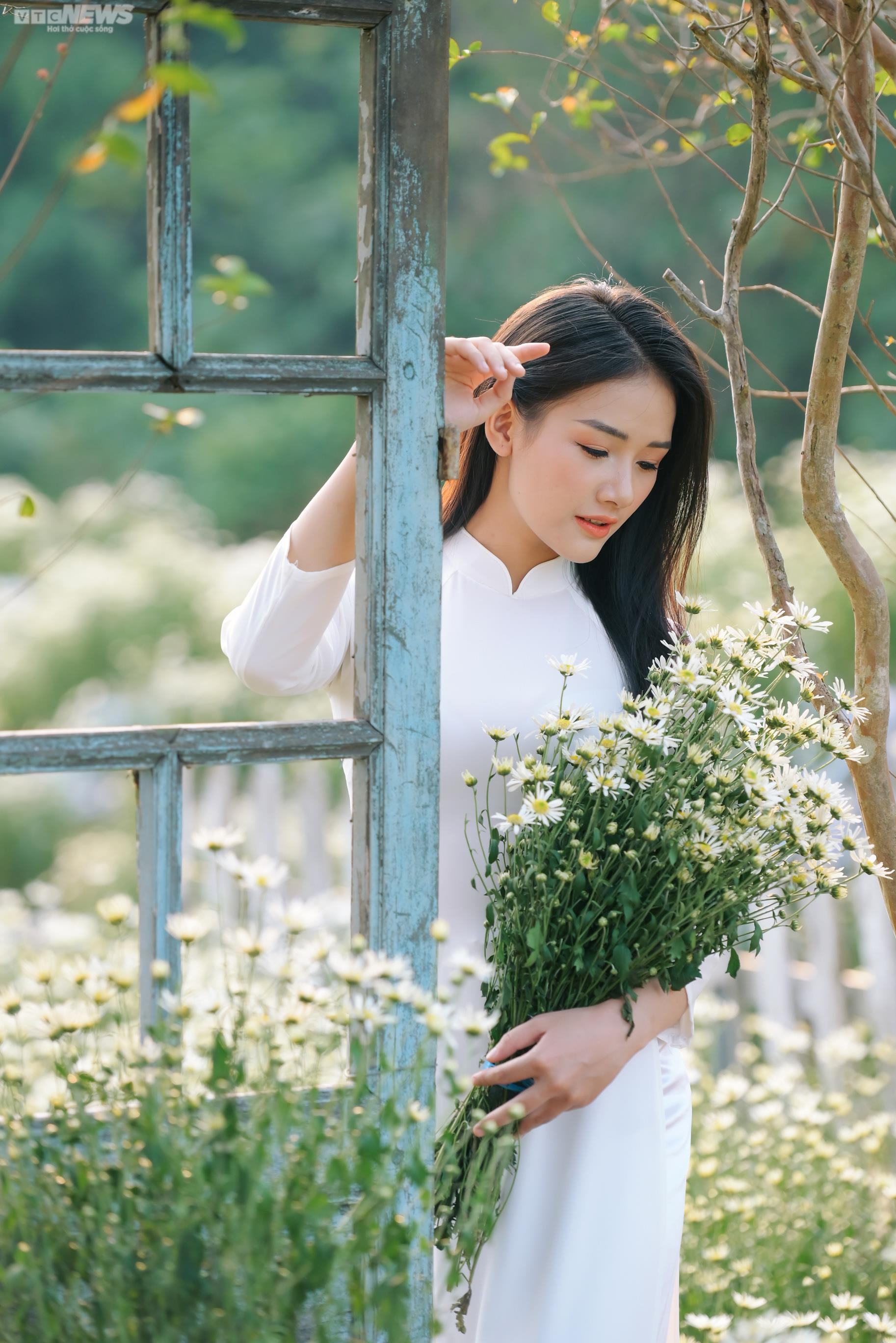 Thiếu nữ Hà thành khoe dáng bên cánh đồng cúc họa mi nở rộ - 5