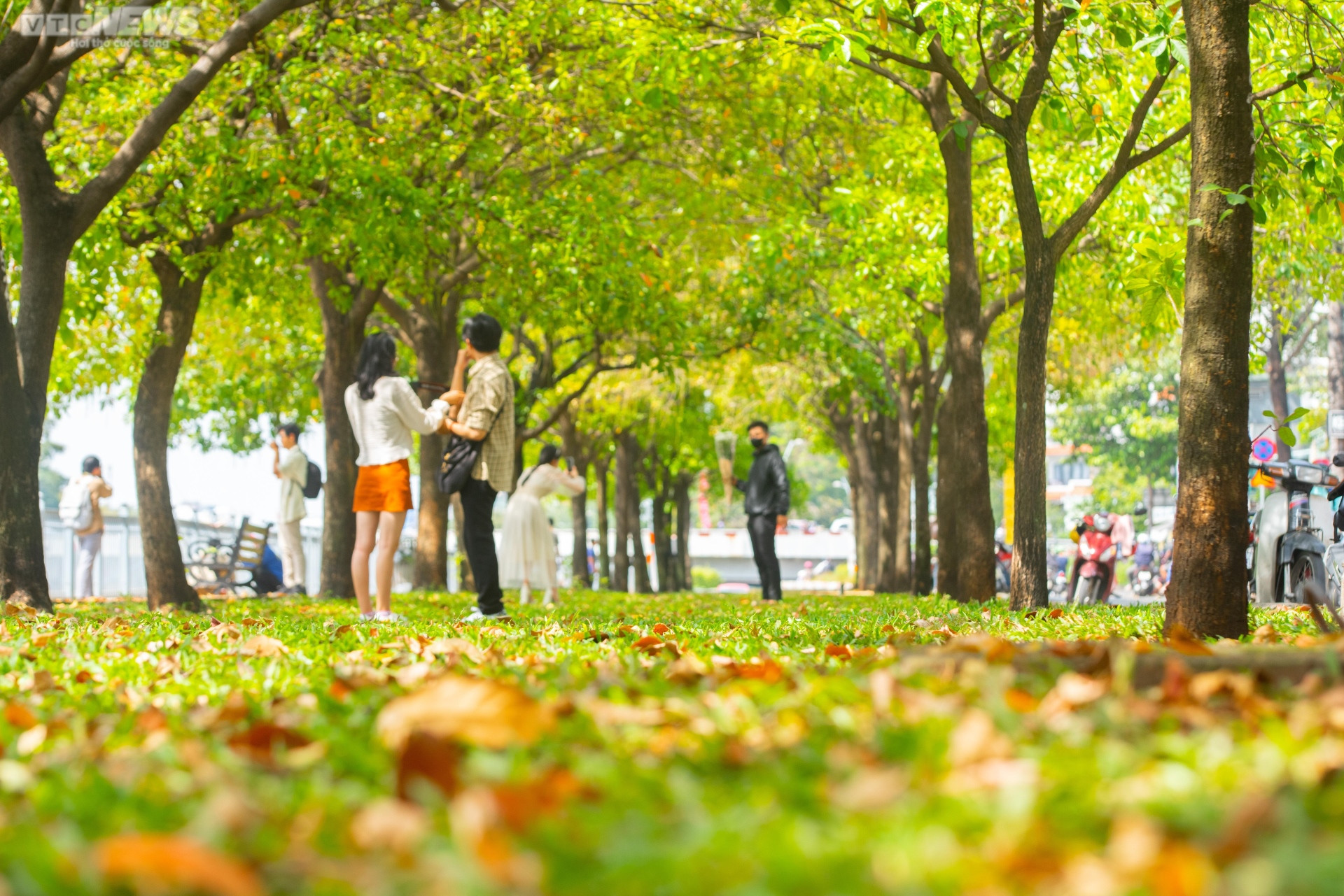 Nhiều người đua nhau ‘check-in cung đường mùa thu' ở TP.HCM - 1