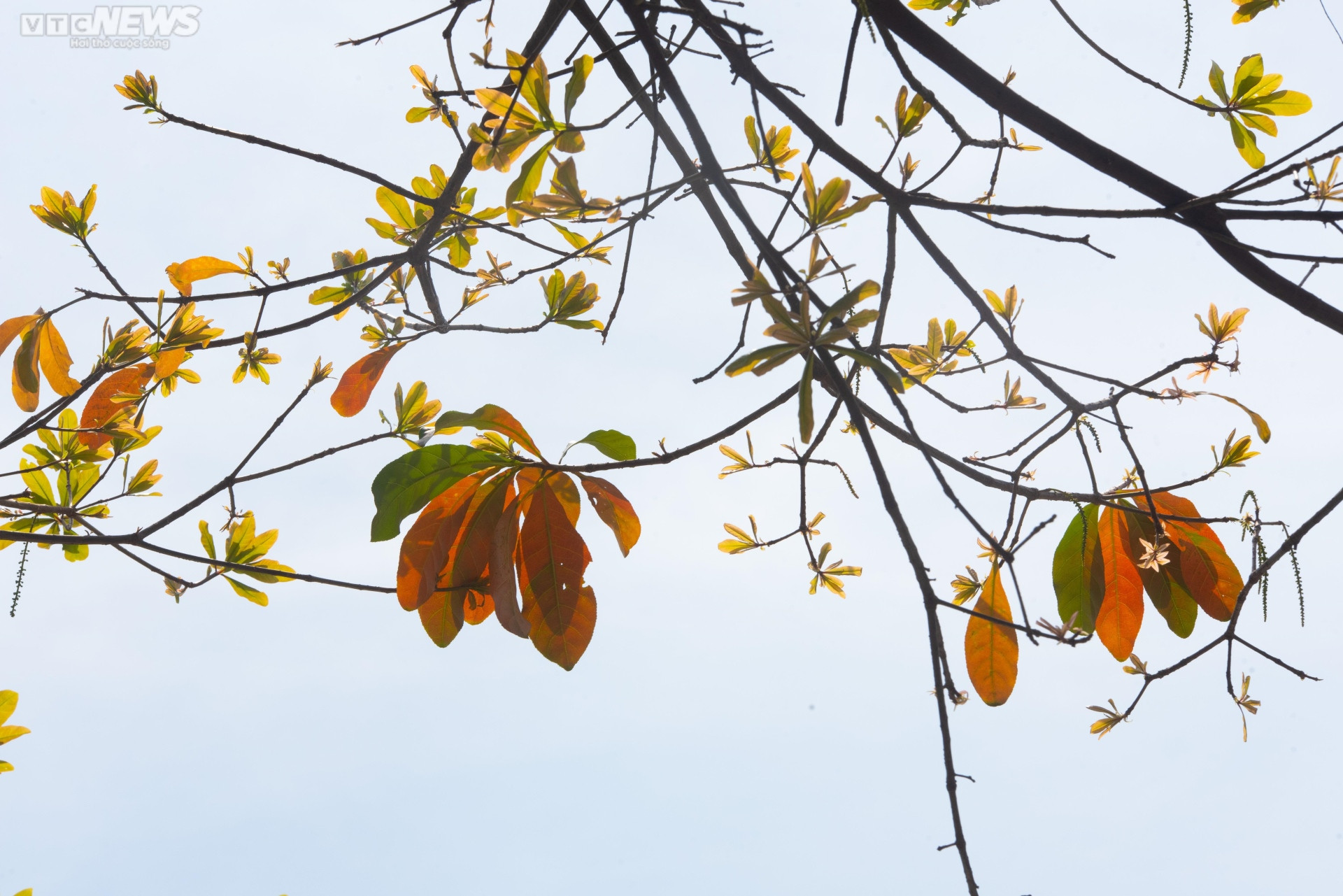 Nhiều người đua nhau ‘check-in cung đường mùa thu' ở TP.HCM - 5