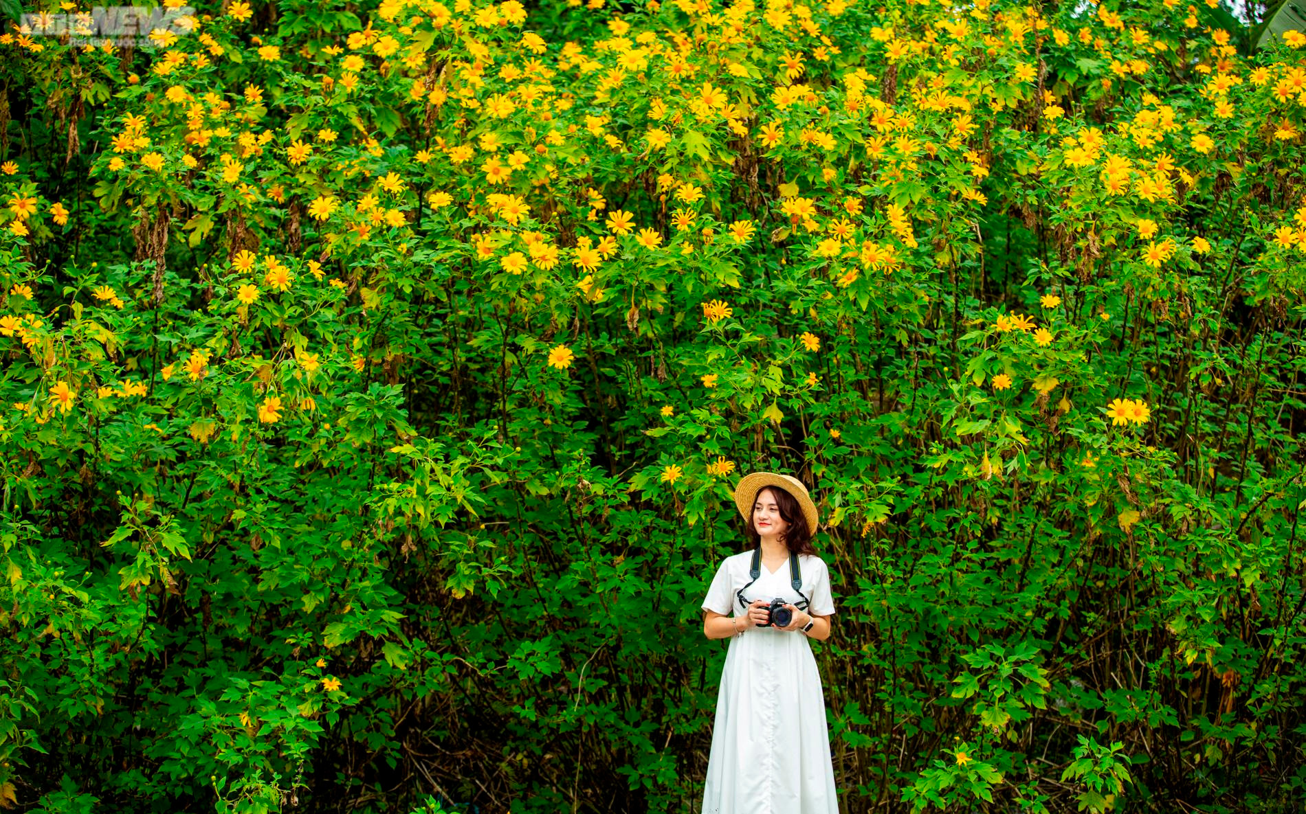 Giới trẻ nô nức check in thiên đường hoa dã quỳ tuyệt đẹp ở Thủ đô - 9