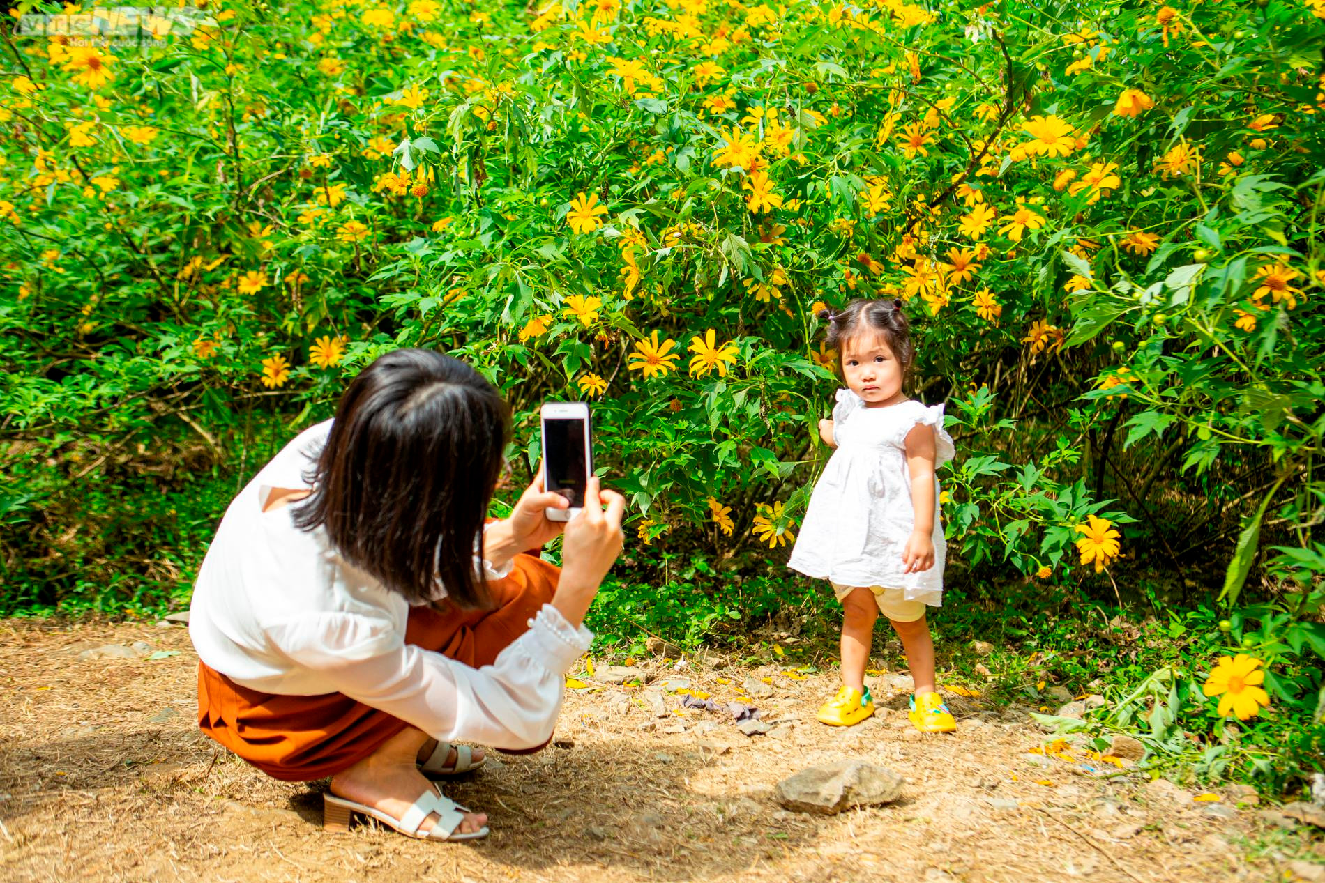 Giới trẻ nô nức check in thiên đường hoa dã quỳ tuyệt đẹp ở Thủ đô - 11