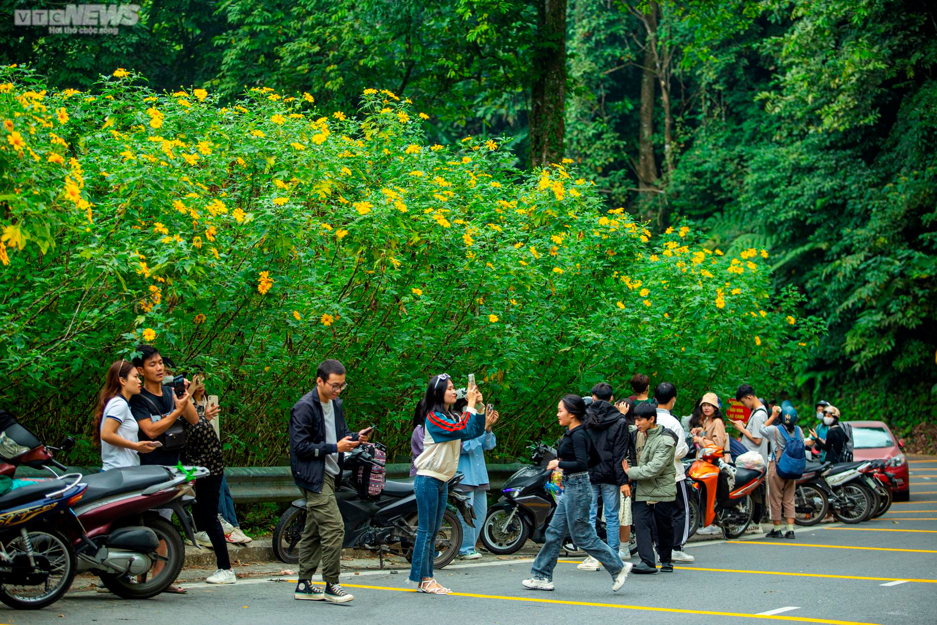 Giới trẻ nô nức check in thiên đường hoa dã quỳ tuyệt đẹp ở Thủ đô - 5