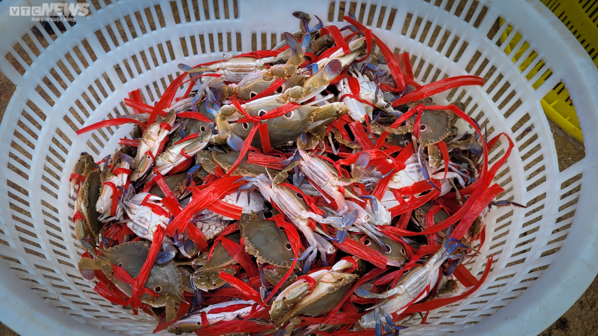 Trúng đậm ghẹ, ngư dân Hà Tĩnh bỏ túi hàng chục triệu đồng - 2