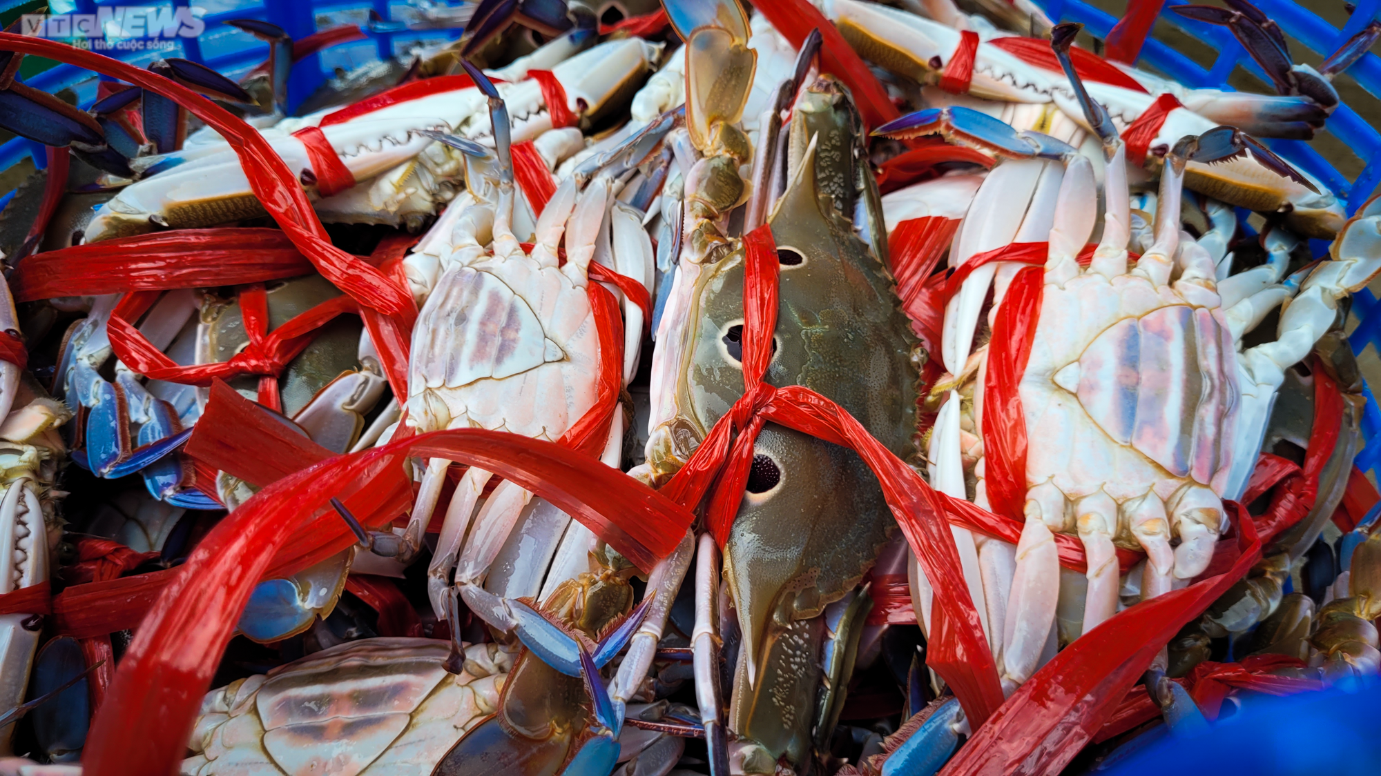 Trúng đậm ghẹ, ngư dân Hà Tĩnh bỏ túi hàng chục triệu đồng - 8