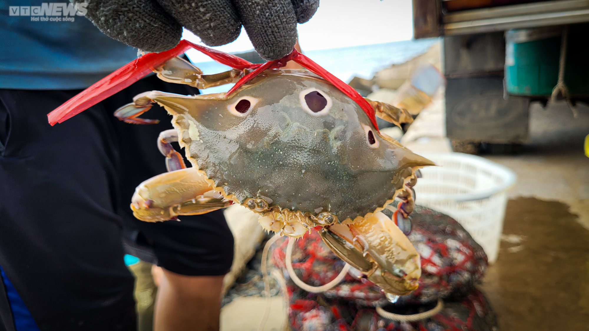 Trúng đậm ghẹ, ngư dân Hà Tĩnh bỏ túi hàng chục triệu đồng - 5