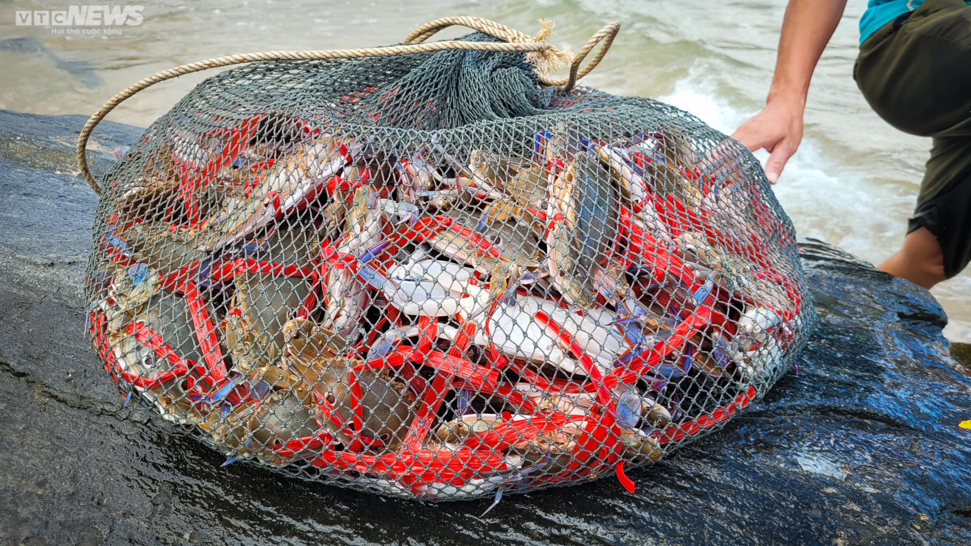 Trúng đậm ghẹ, ngư dân Hà Tĩnh bỏ túi hàng chục triệu đồng - 6