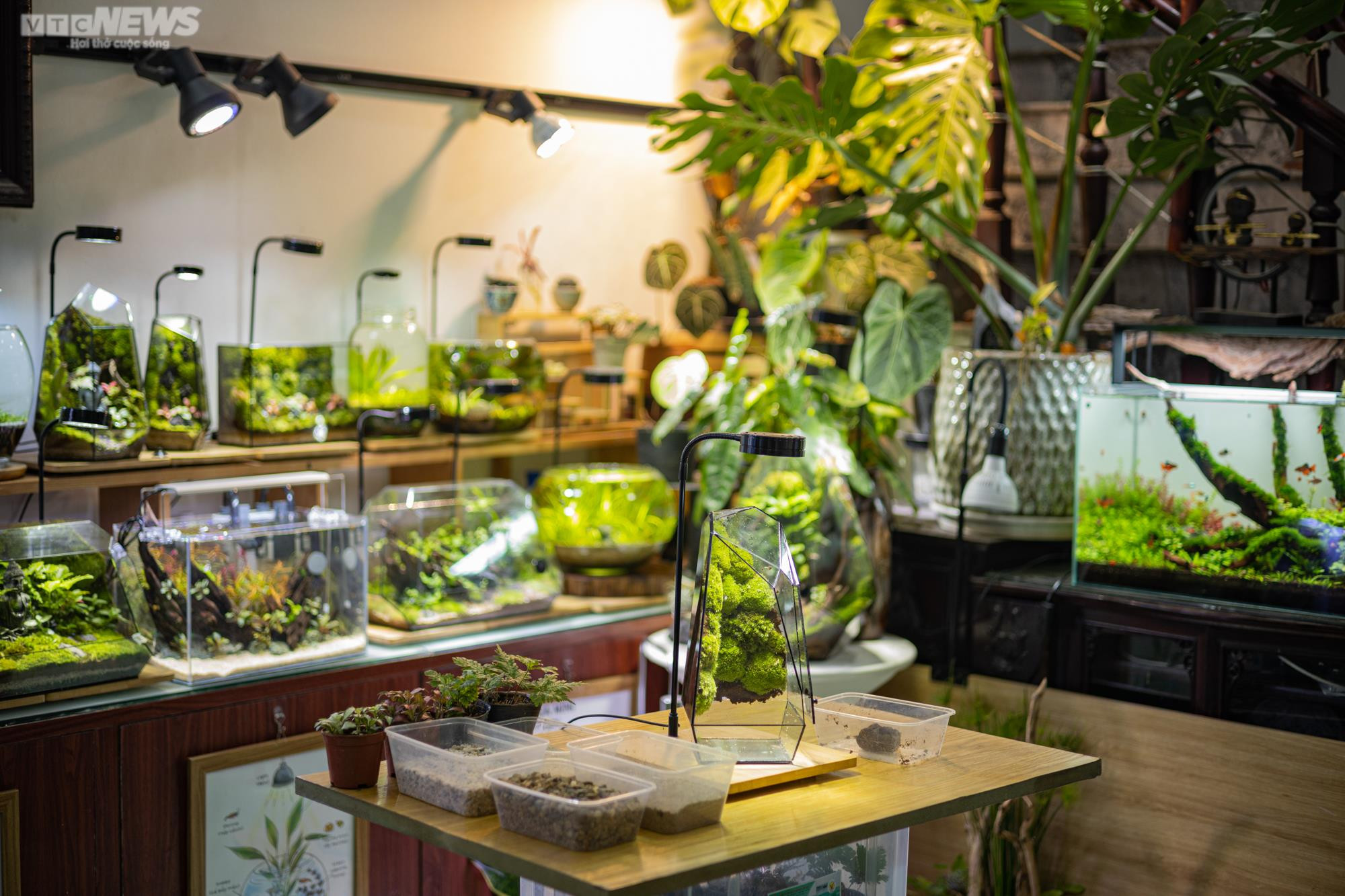 Chàng trai 9X kiếm trăm triệu mỗi tháng từ thú chơi 'lồng kính xanh' - 1