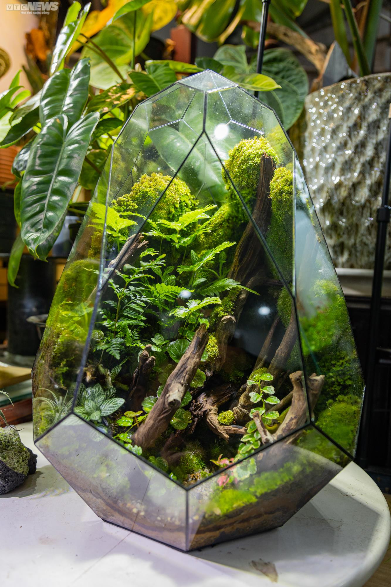 Chàng trai 9X kiếm trăm triệu mỗi tháng từ thú chơi 'lồng kính xanh' - 10