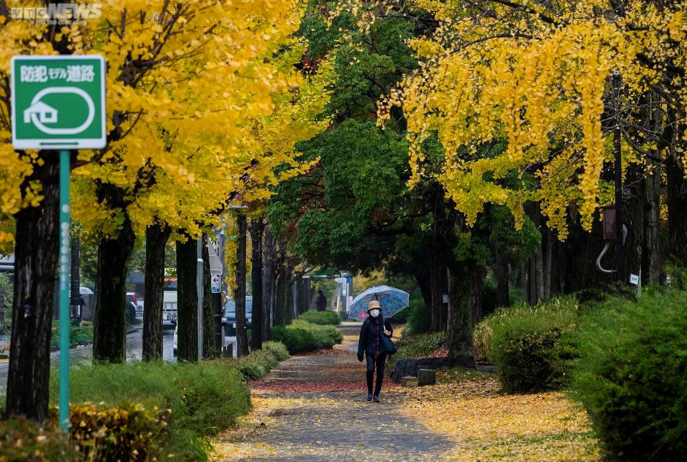 Nhật Bản mùa thay lá - 15