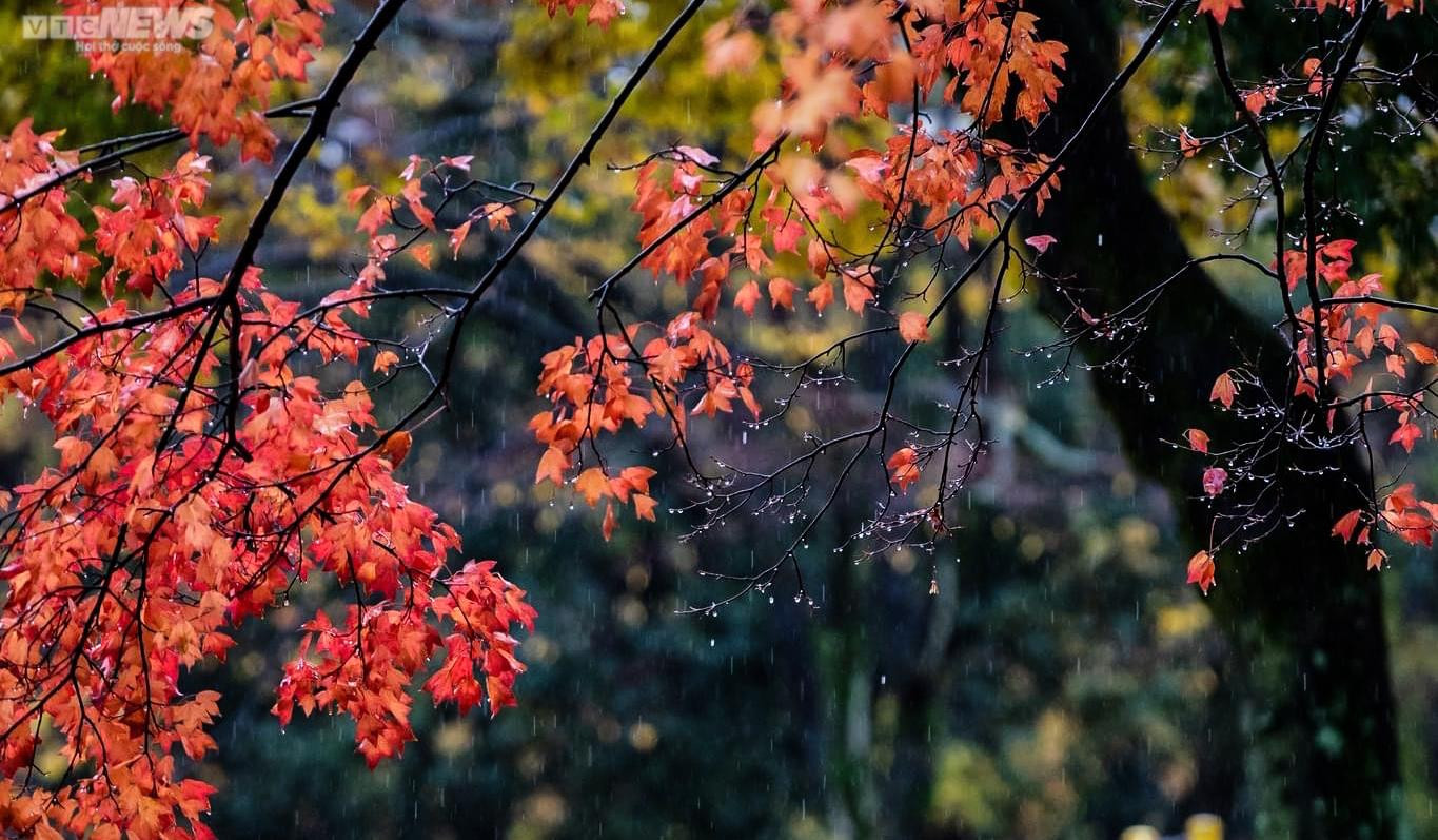 Nhật Bản mùa thay lá - 16