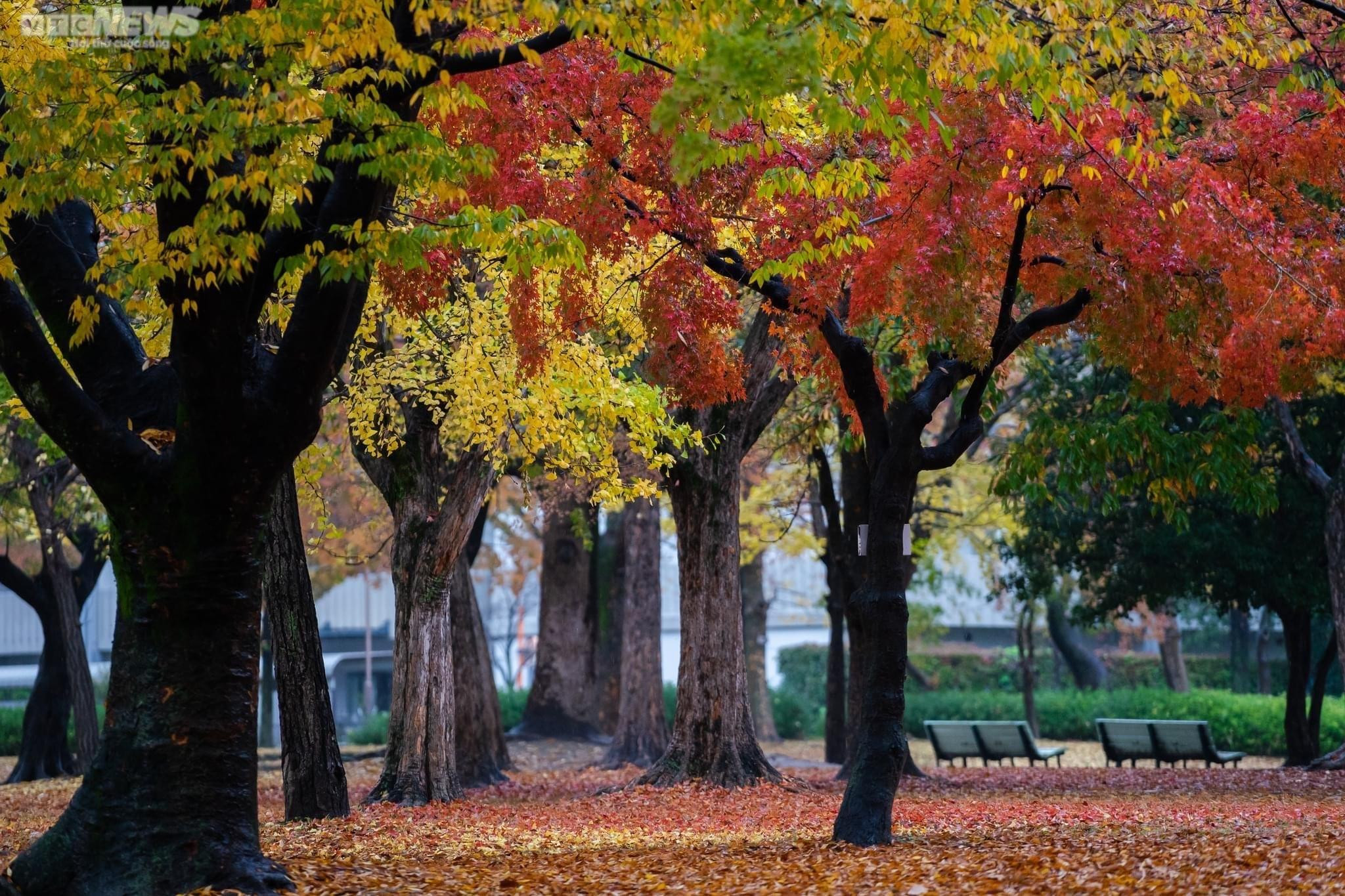 Nhật Bản mùa thay lá - 17