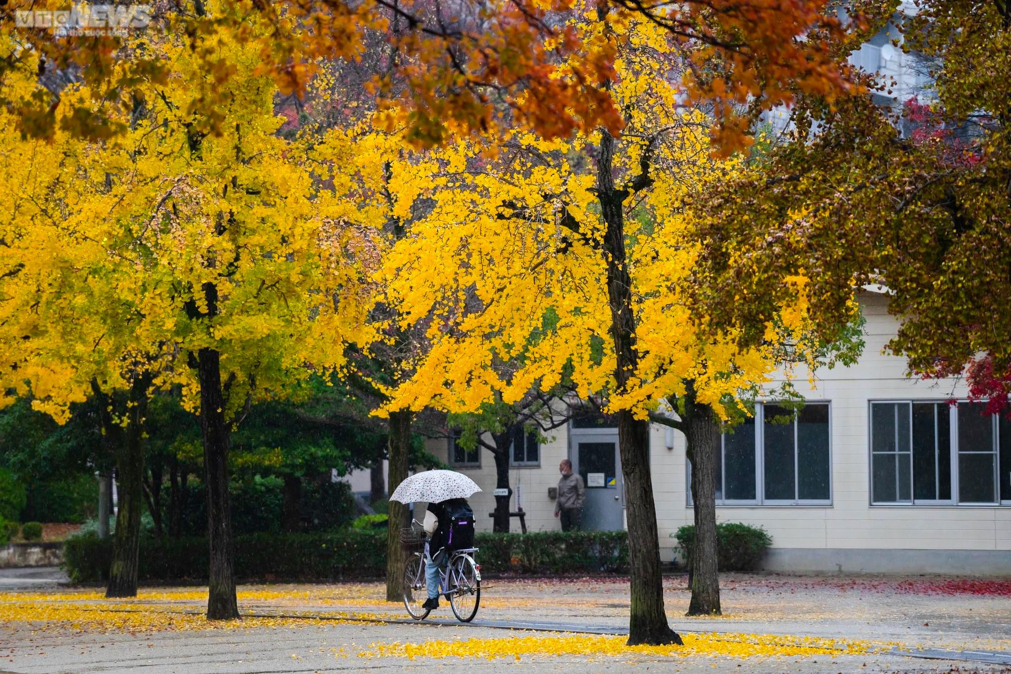 Nhật Bản mùa thay lá - 18
