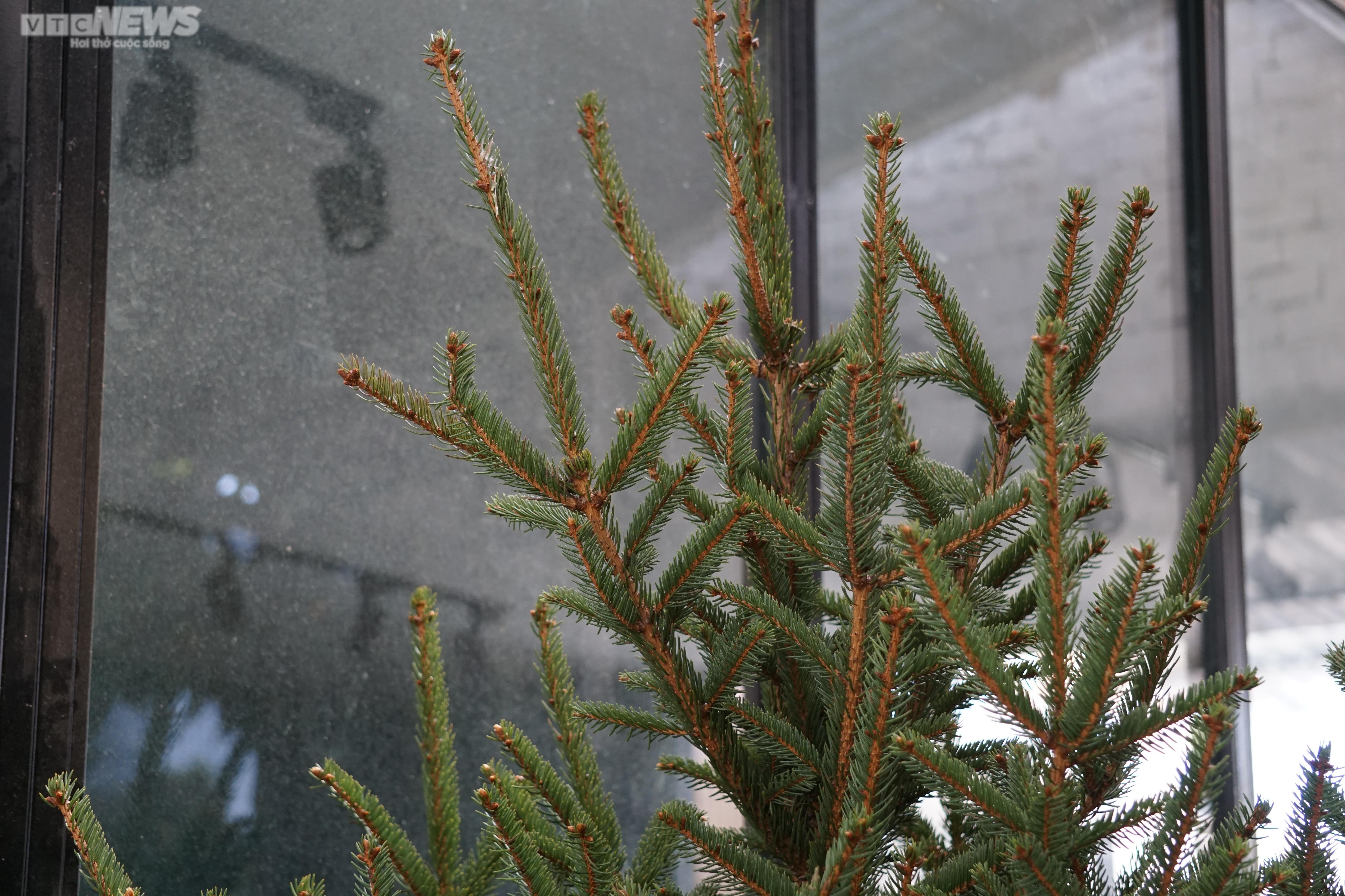 TP.HCM: Cây thông tươi nhập khẩu hút khách mùa Giáng sinh - 8