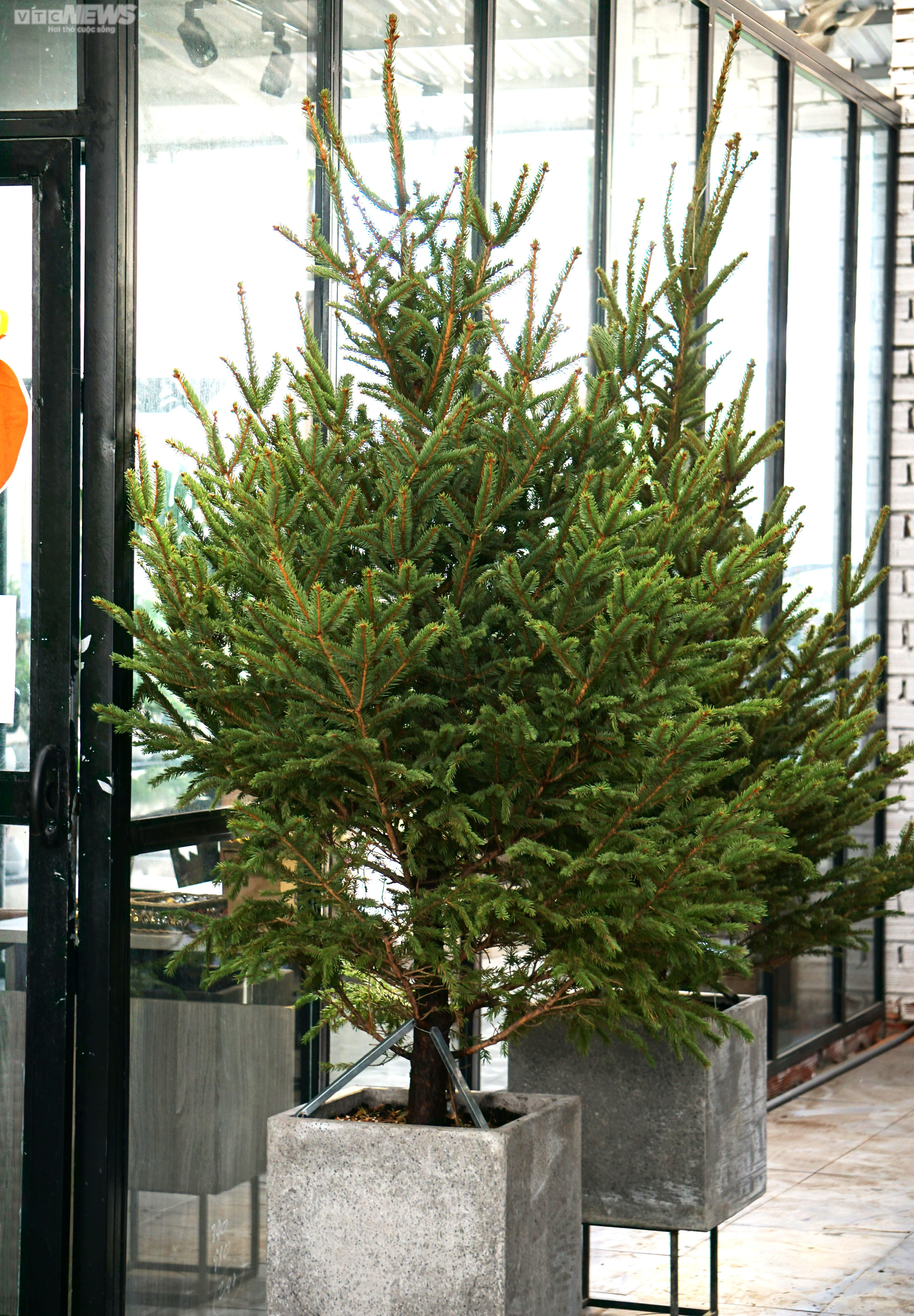 TP.HCM: Cây thông tươi nhập khẩu hút khách mùa Giáng sinh - 5