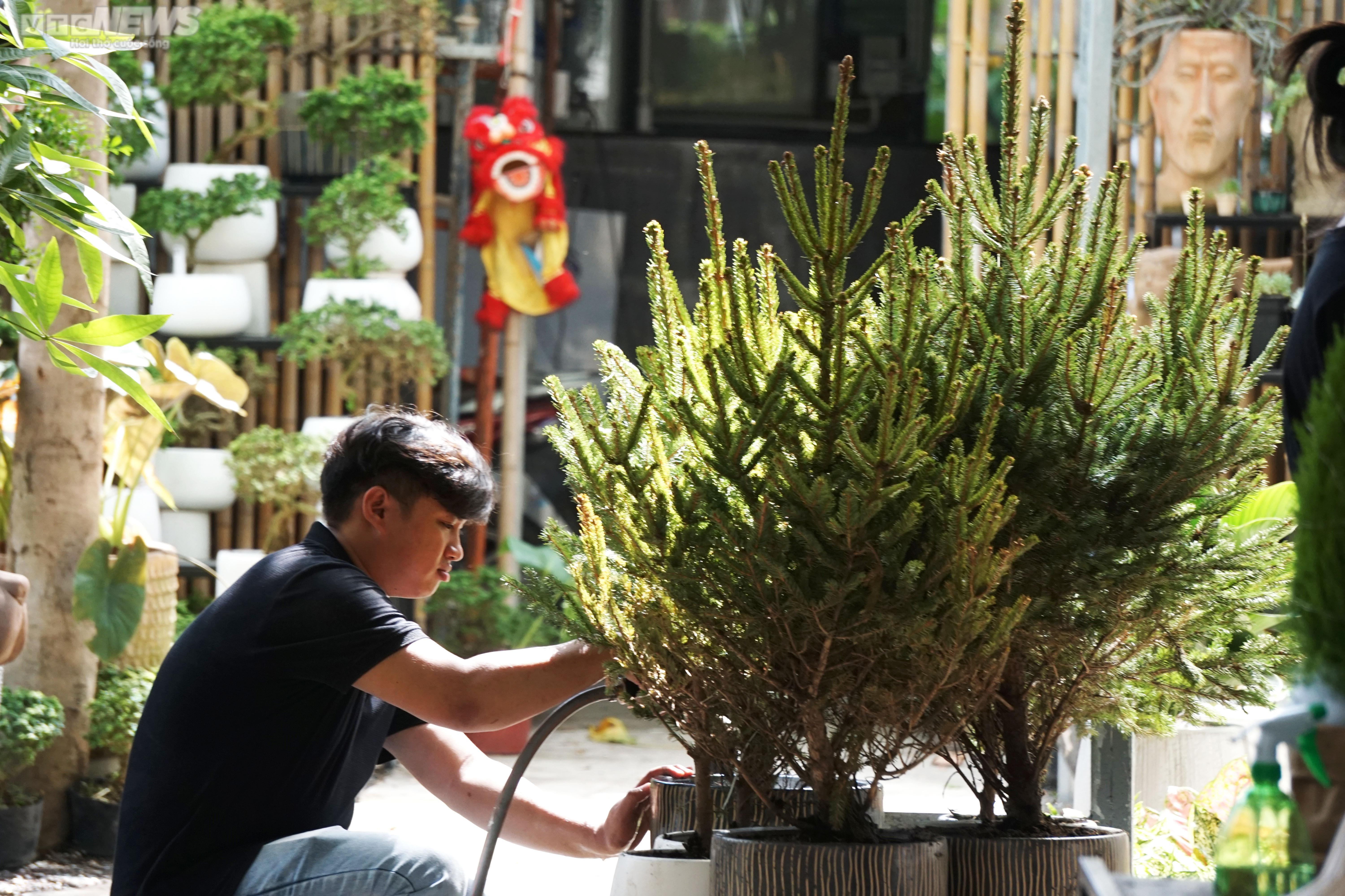 TP.HCM: Cây thông tươi nhập khẩu hút khách mùa Giáng sinh - 3