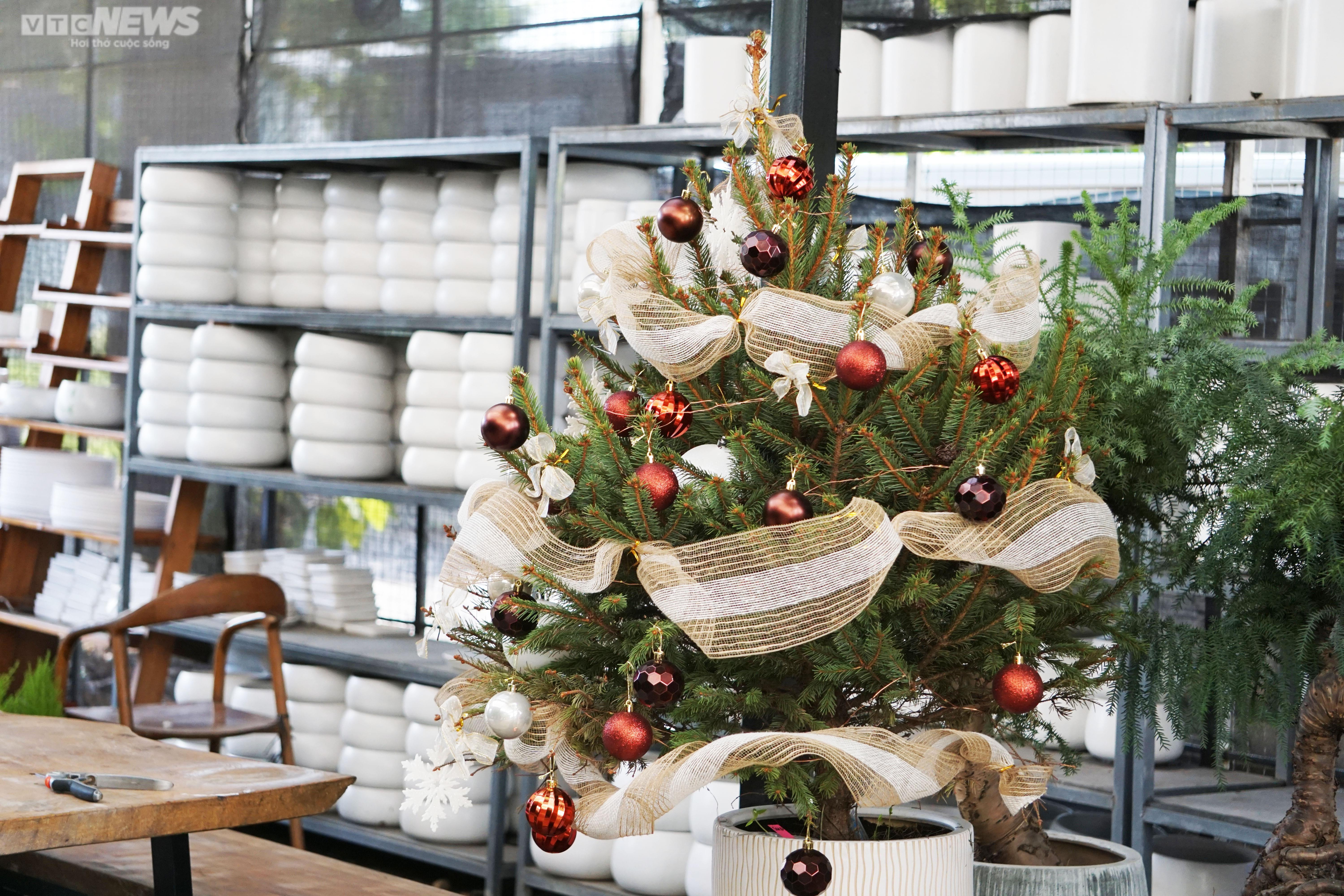 TP.HCM: Cây thông tươi nhập khẩu hút khách mùa Giáng sinh - 9