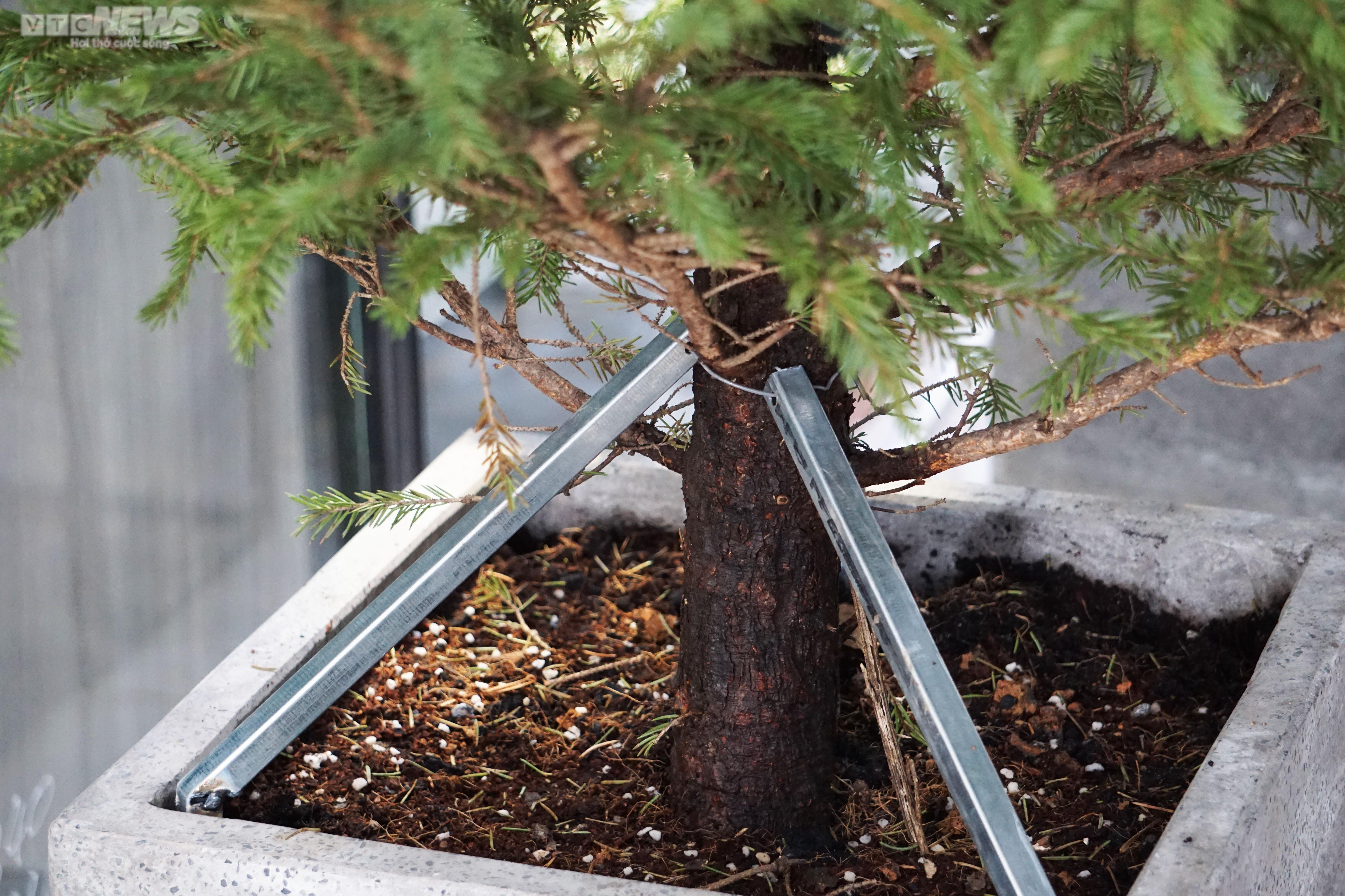 TP.HCM: Cây thông tươi nhập khẩu hút khách mùa Giáng sinh - 6