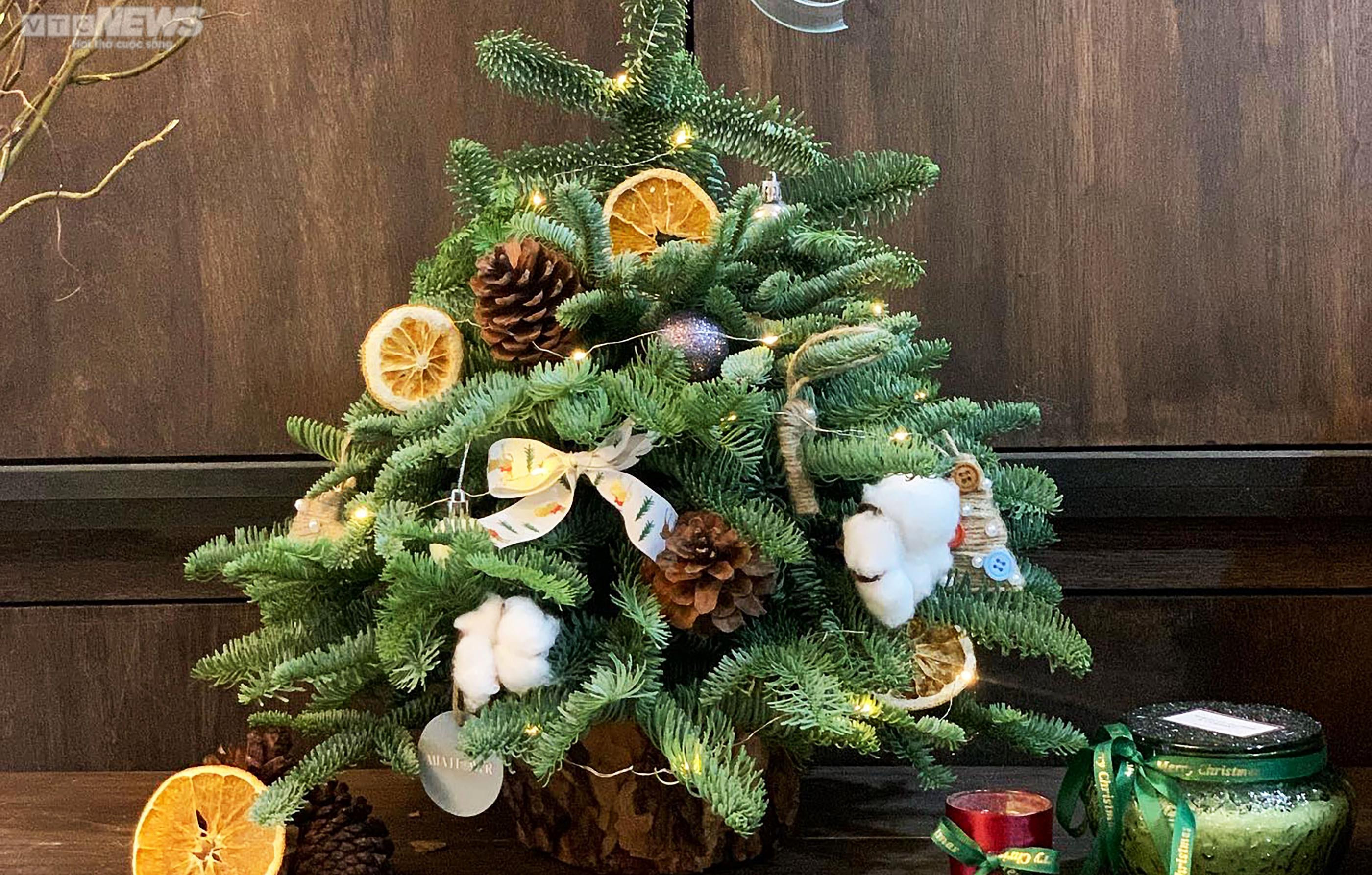 TP.HCM: Cây thông tươi nhập khẩu hút khách mùa Giáng sinh - 10