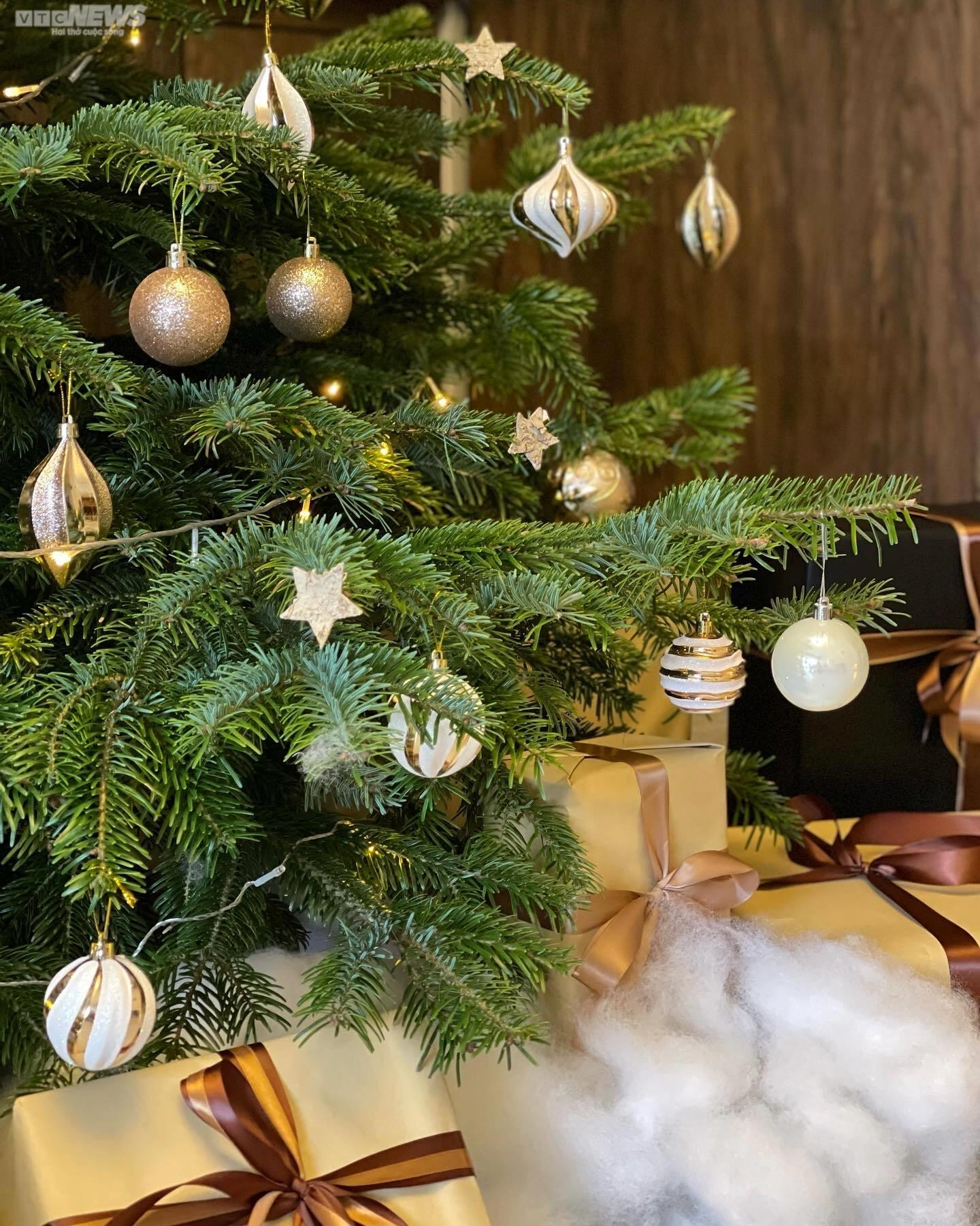 TP.HCM: Cây thông tươi nhập khẩu hút khách mùa Giáng sinh - 12