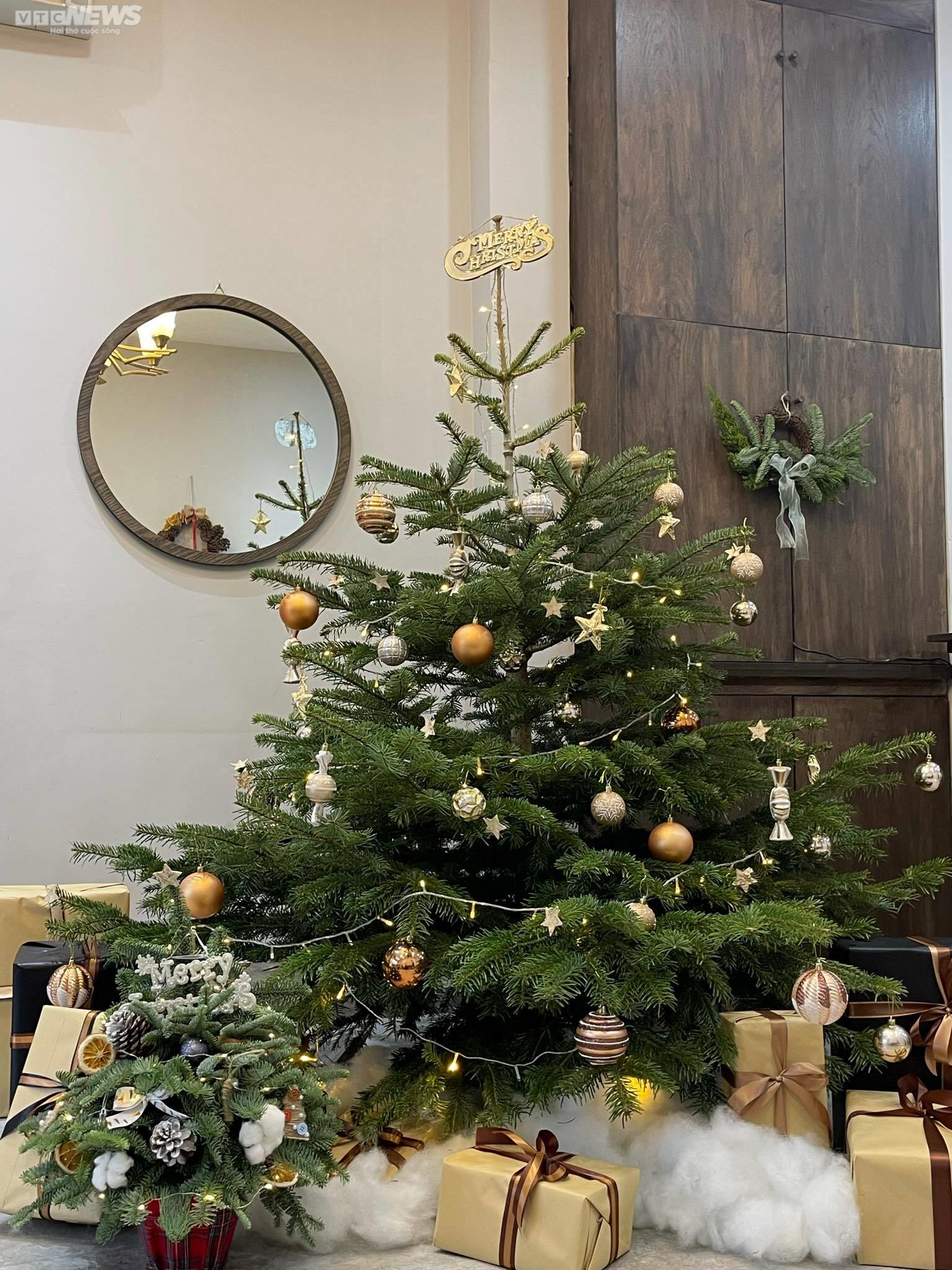 TP.HCM: Cây thông tươi nhập khẩu hút khách mùa Giáng sinh - 11