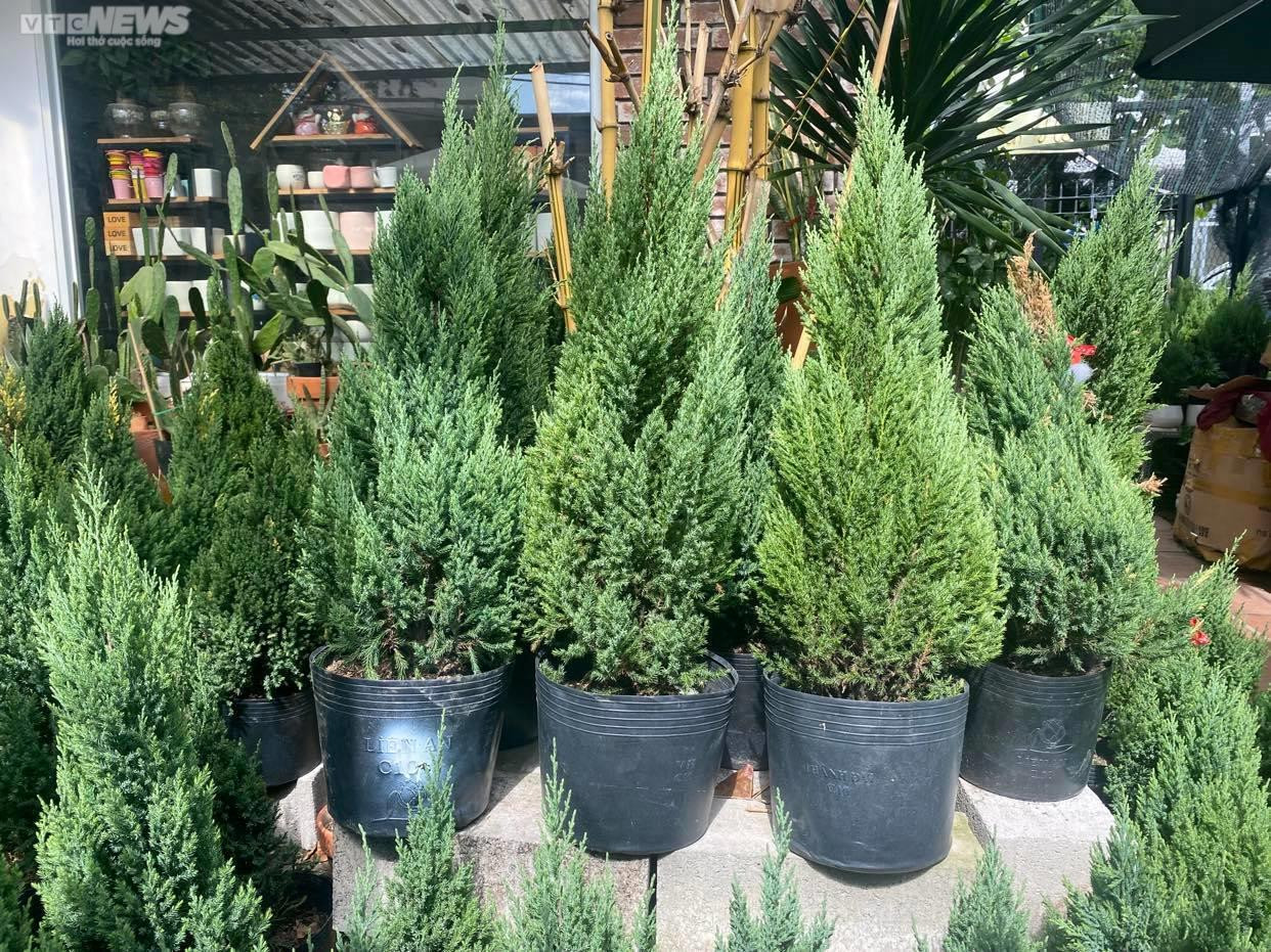 TP.HCM: Cây thông tươi nhập khẩu hút khách mùa Giáng sinh - 14