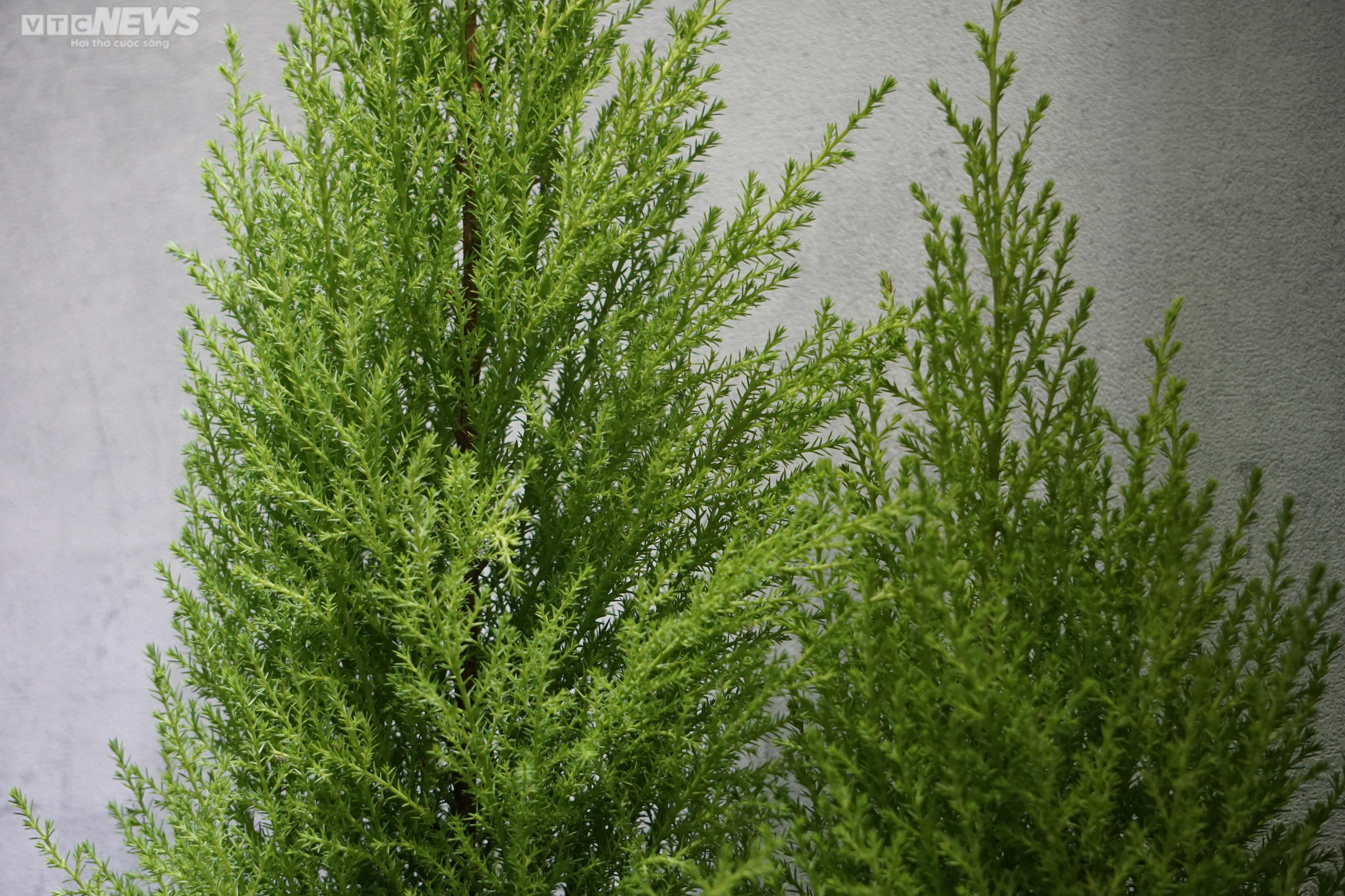 TP.HCM: Cây thông tươi nhập khẩu hút khách mùa Giáng sinh - 16