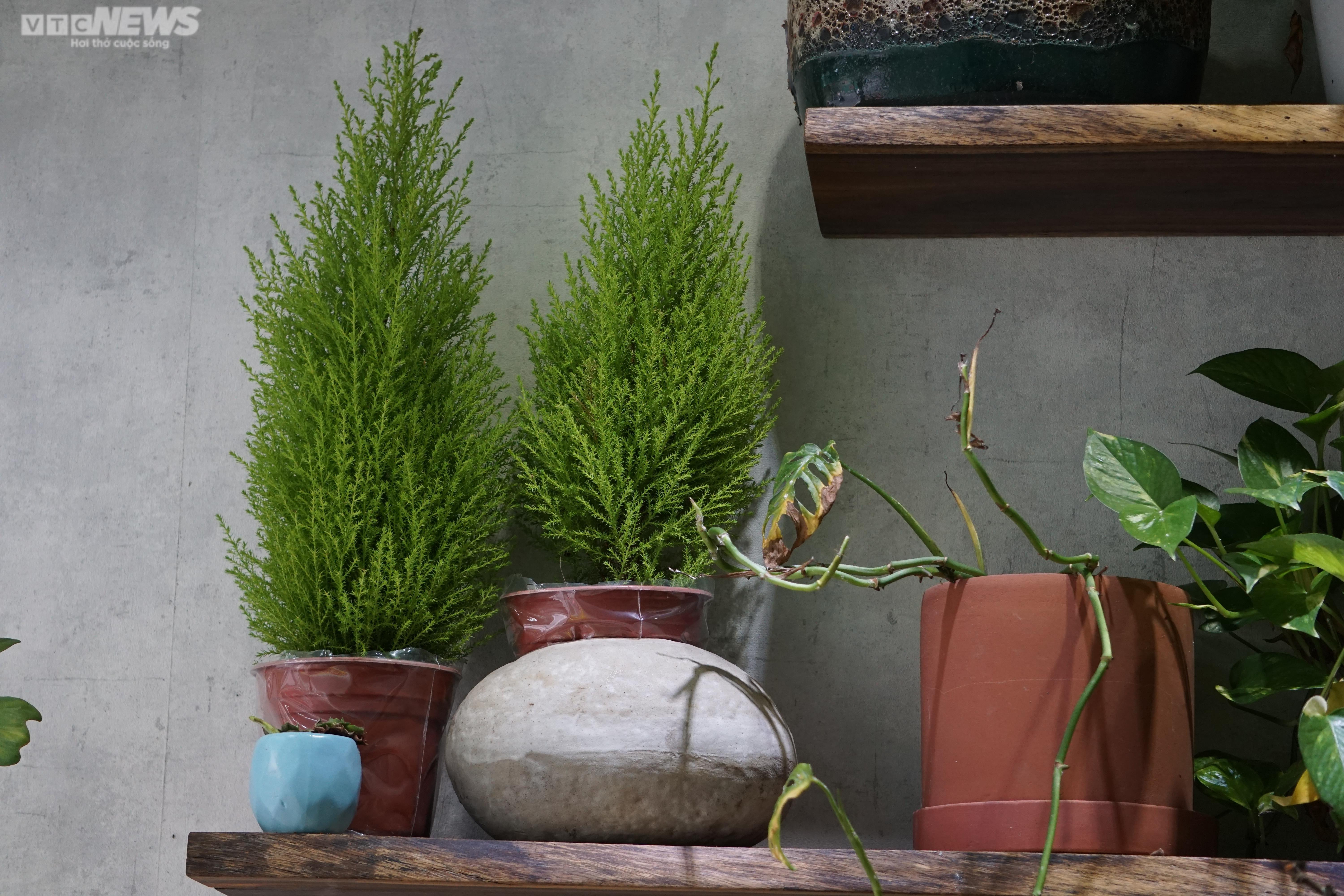 TP.HCM: Cây thông tươi nhập khẩu hút khách mùa Giáng sinh - 15