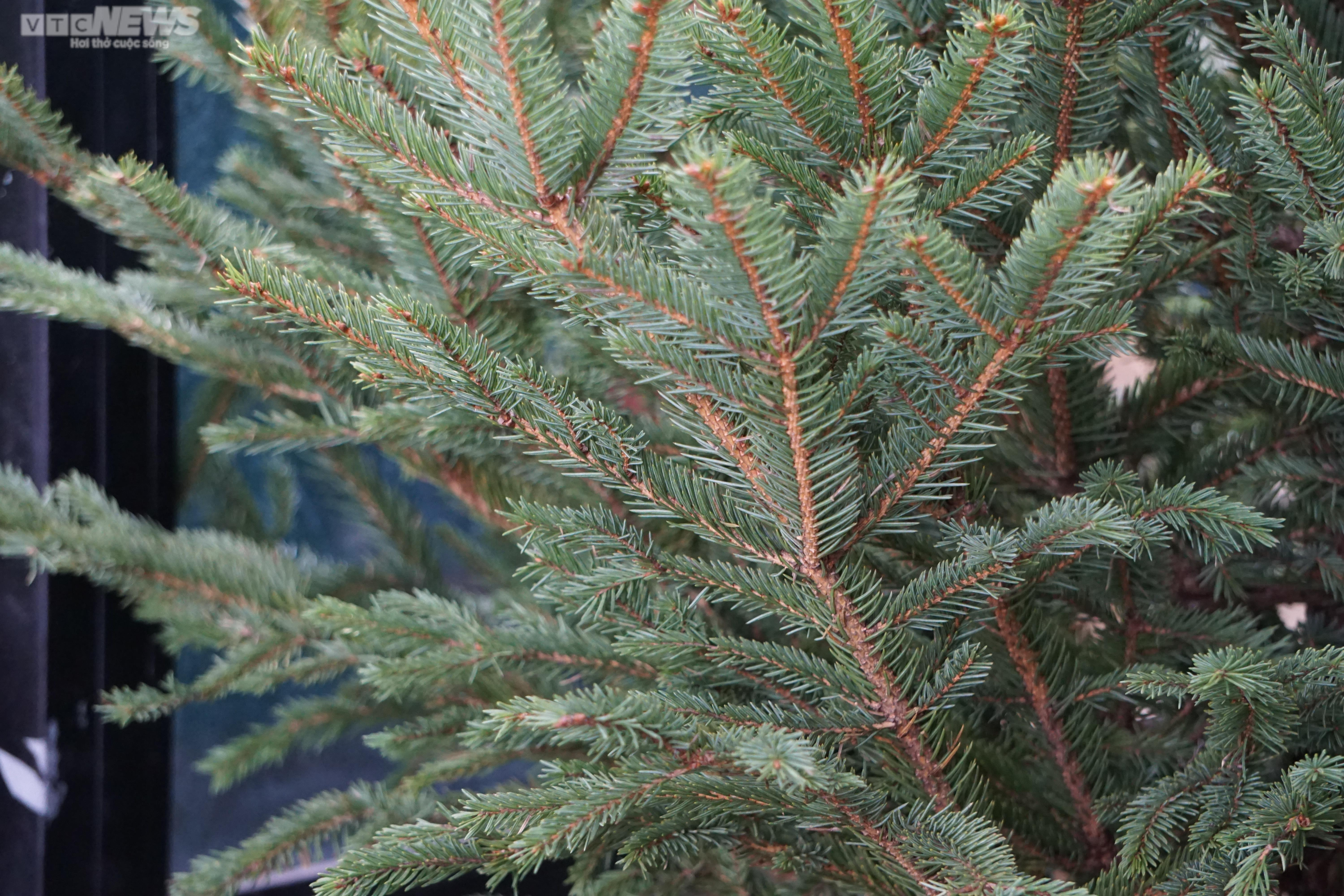 TP.HCM: Cây thông tươi nhập khẩu hút khách mùa Giáng sinh - 7