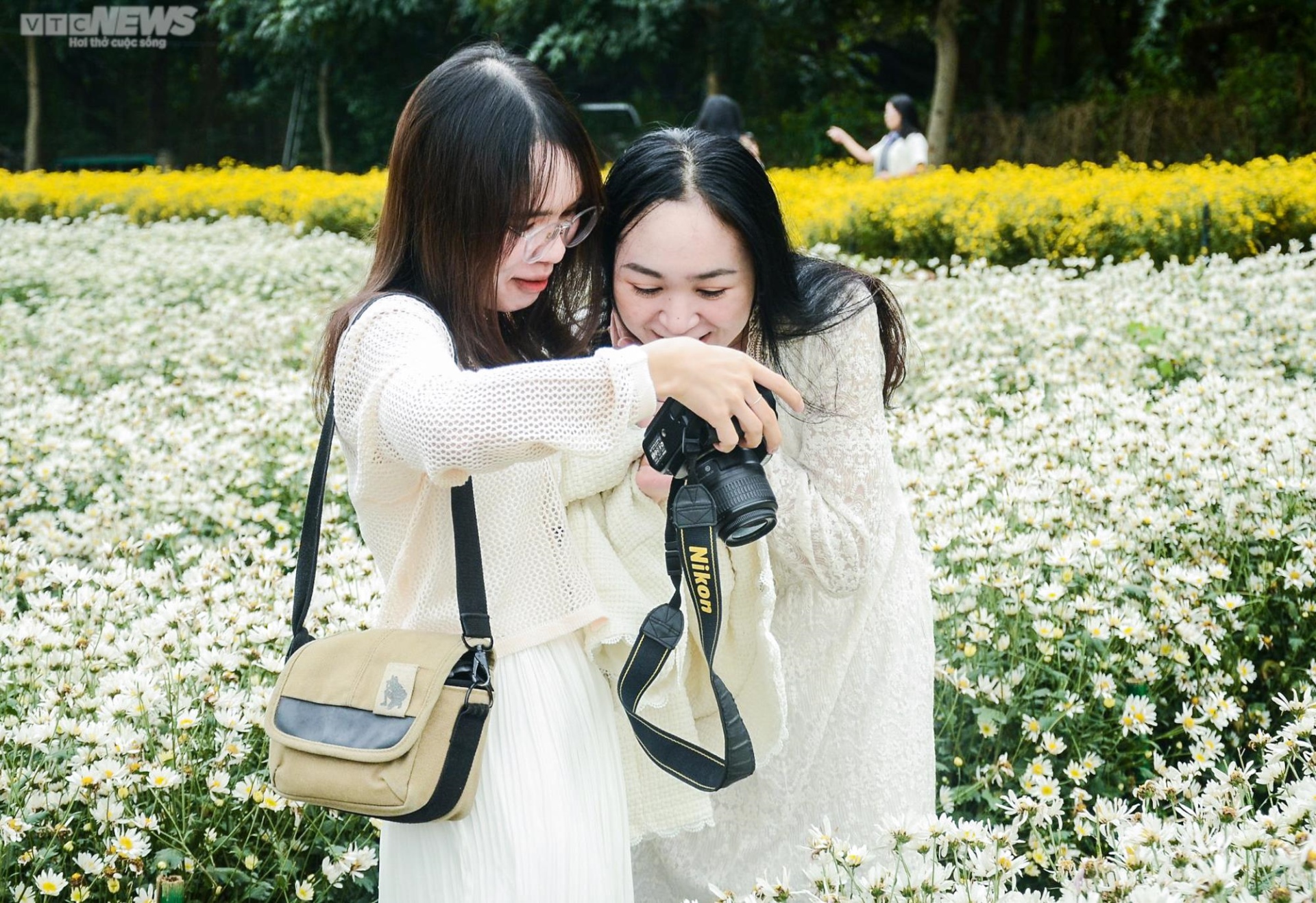 Nườm nượp người check in vườn cúc họa mi cuối vụ - 13
