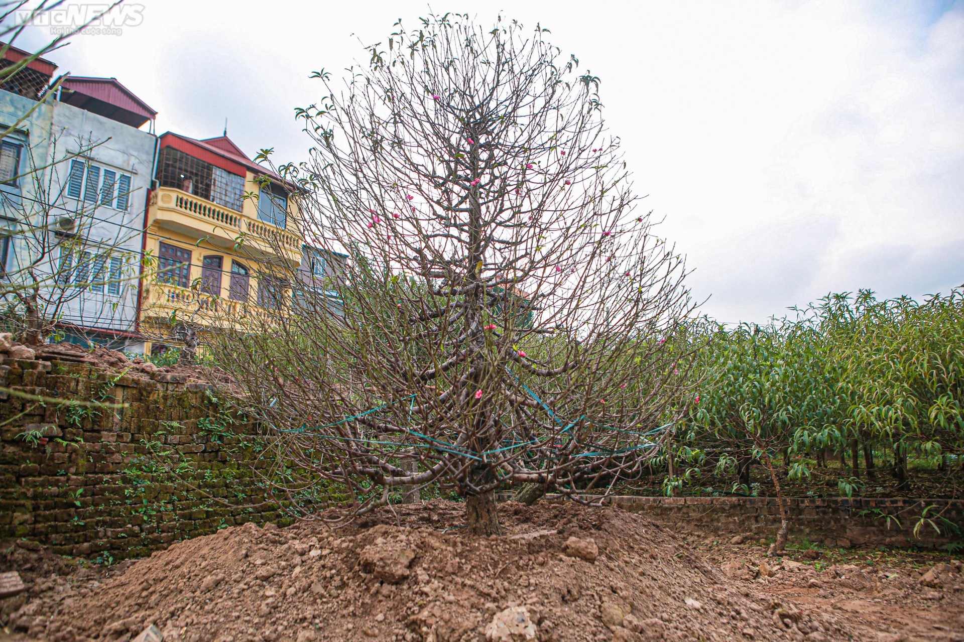 Đào Nhật Tân vào mùa tuốt lá - 13