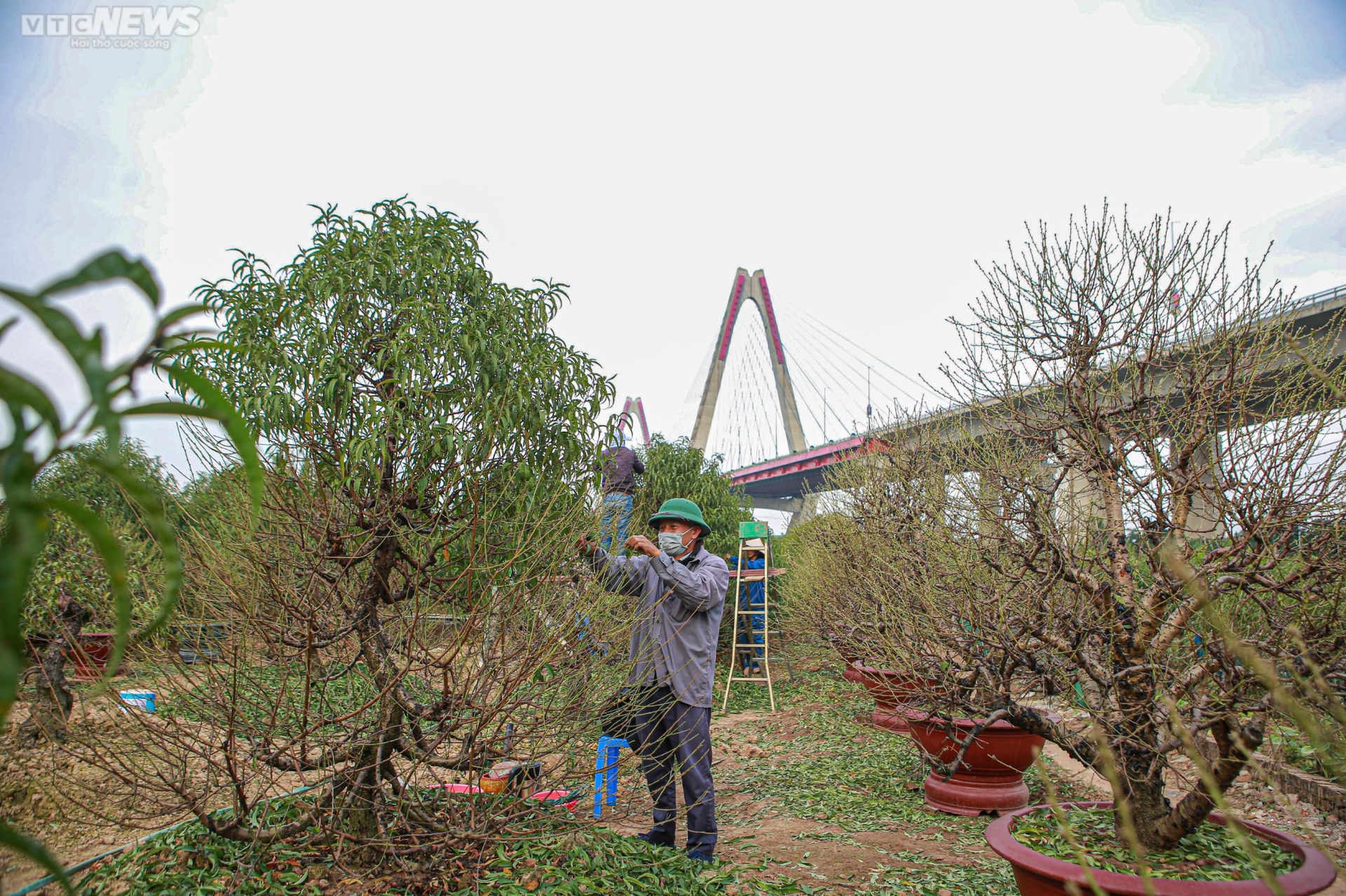 Đào Nhật Tân vào mùa tuốt lá - 3