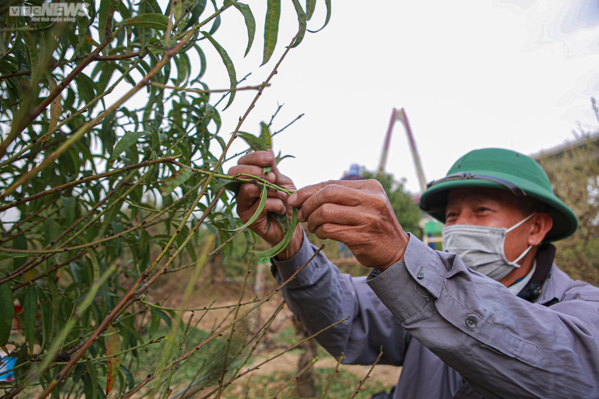 Đào Nhật Tân vào mùa tuốt lá - 8