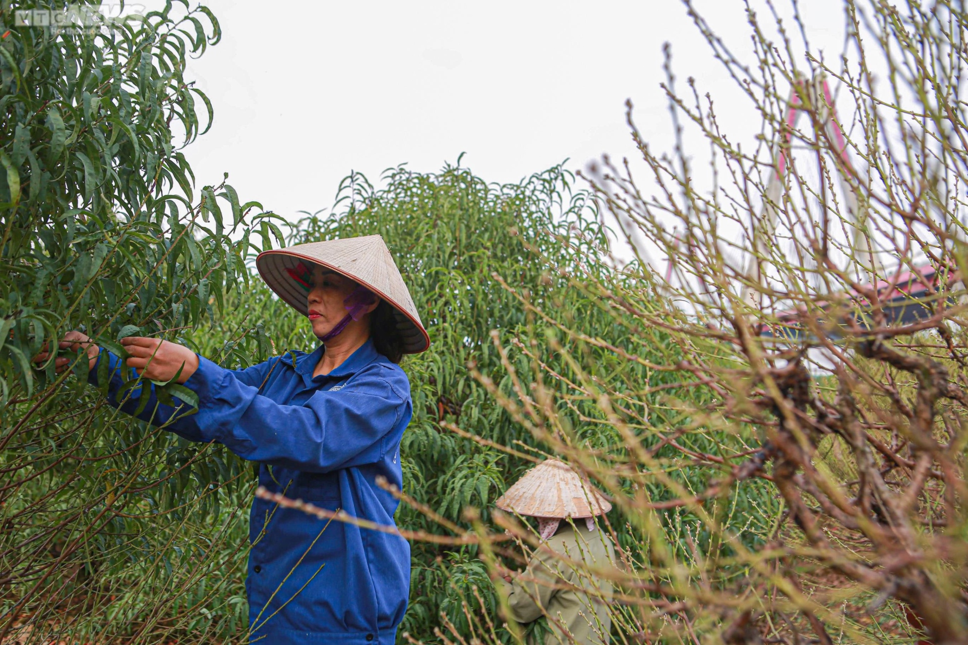 Đào Nhật Tân vào mùa tuốt lá - 9