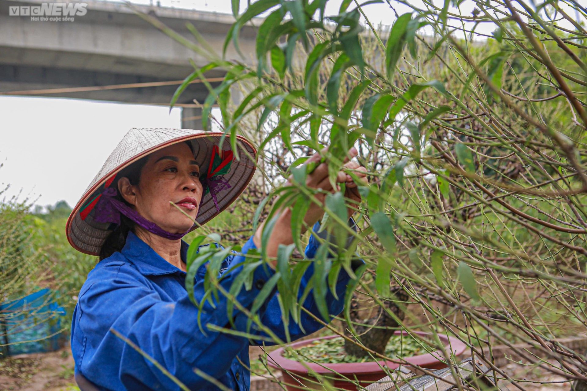 Đào Nhật Tân vào mùa tuốt lá - 4