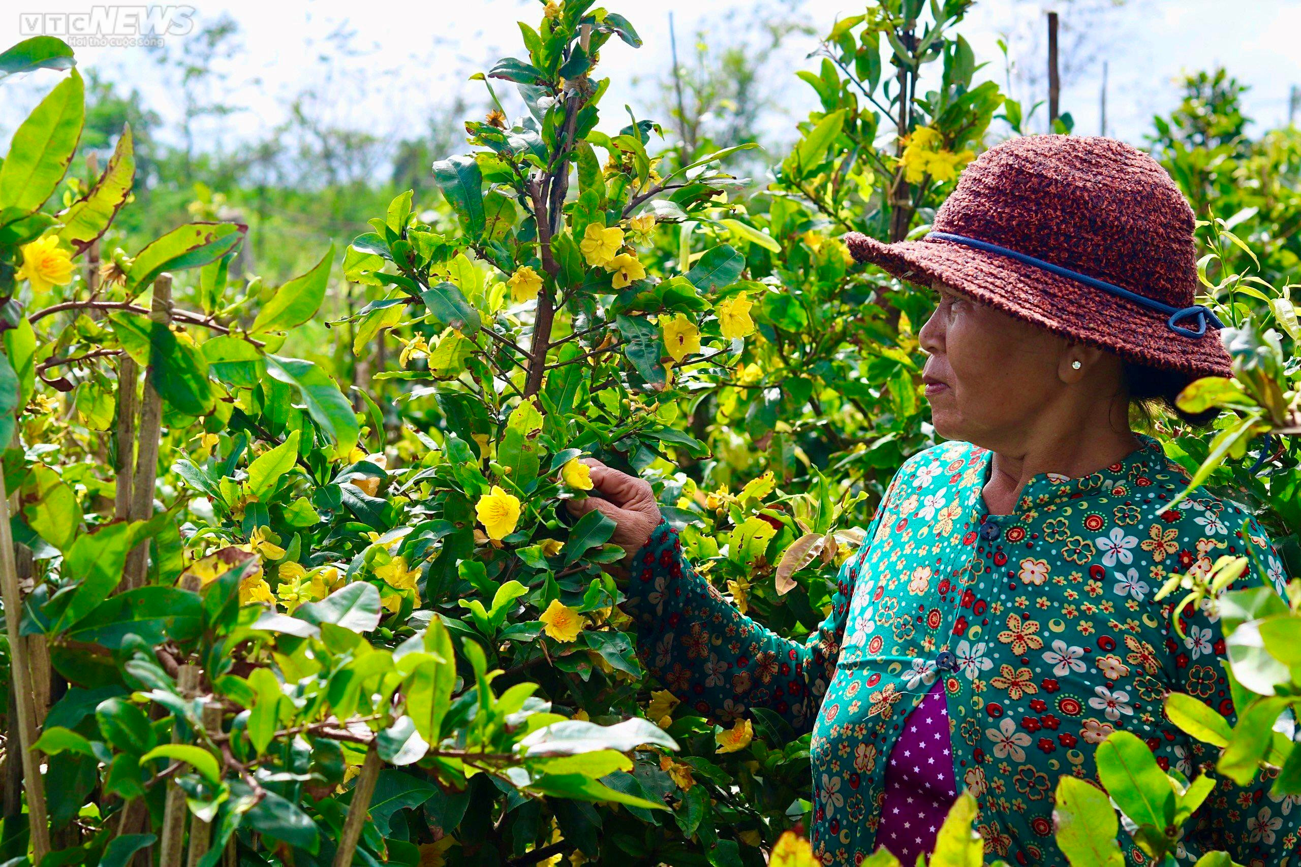 Mai vàng Bình Định bung nở rực rỡ trước tết: Hoa 'cười', người lo - 4