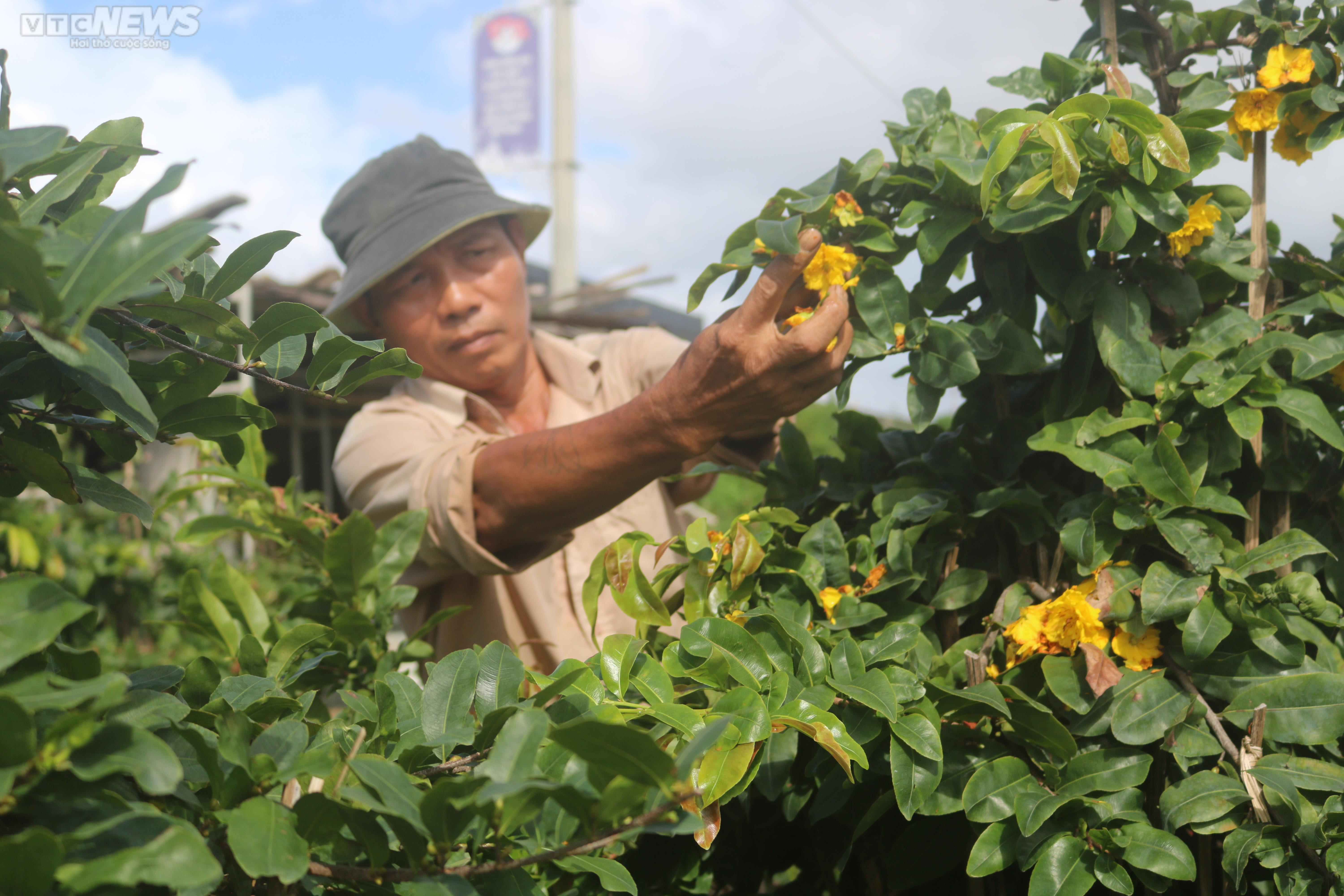 Mai vàng Bình Định bung nở rực rỡ trước tết: Hoa 'cười', người lo - 2