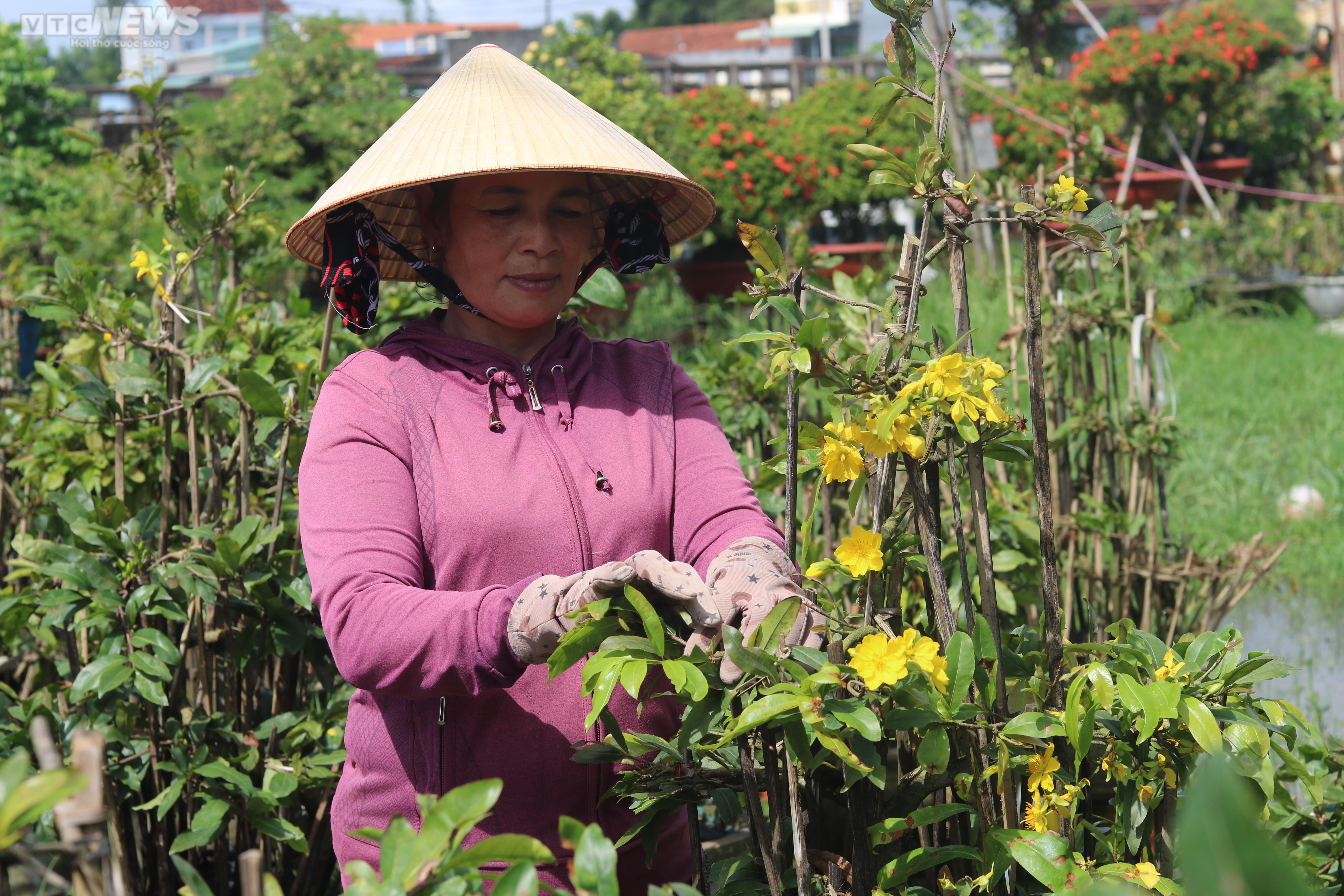Mai vàng Bình Định bung nở rực rỡ trước tết: Hoa 'cười', người lo - 5