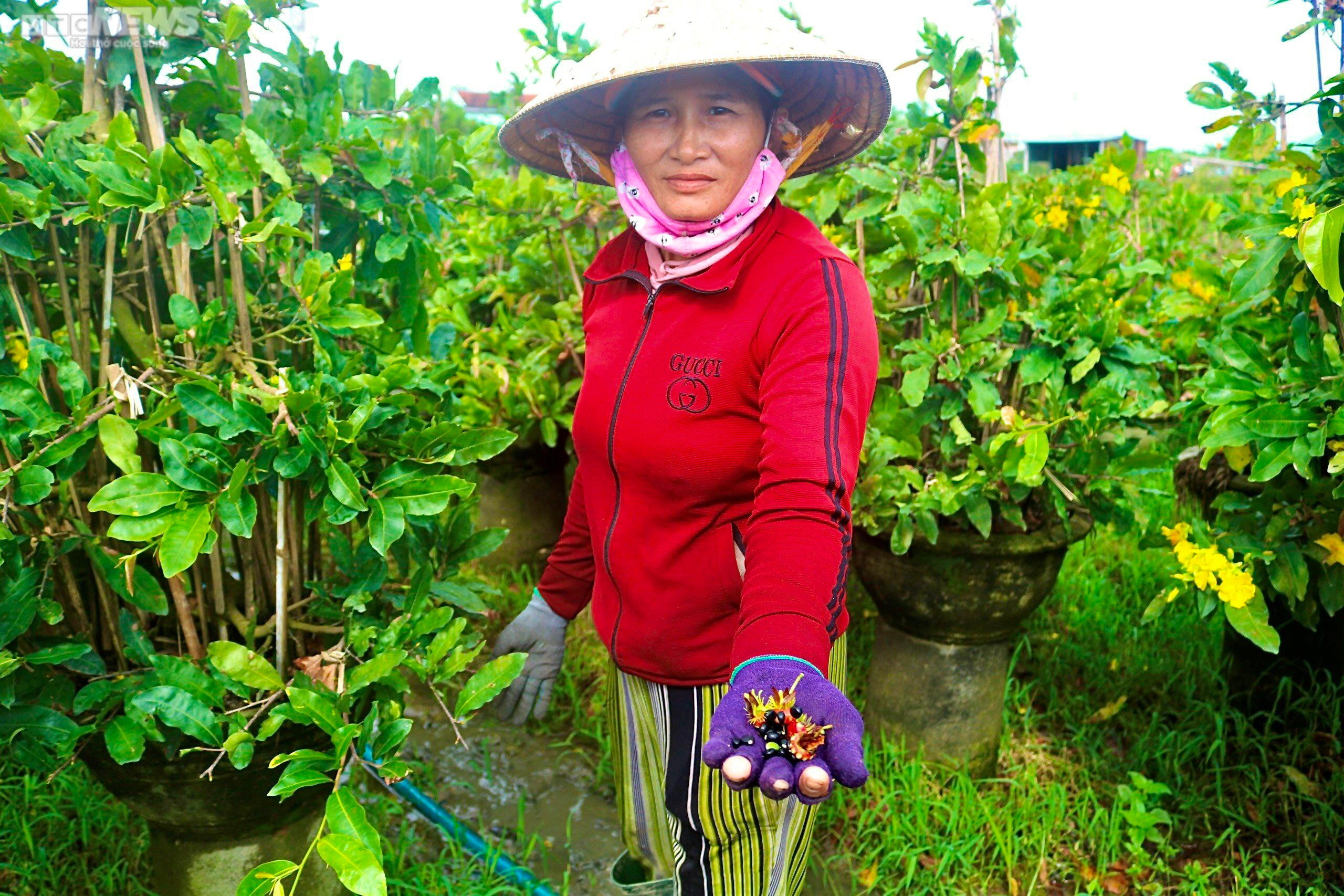 Mai vàng Bình Định bung nở rực rỡ trước tết: Hoa 'cười', người lo - 3