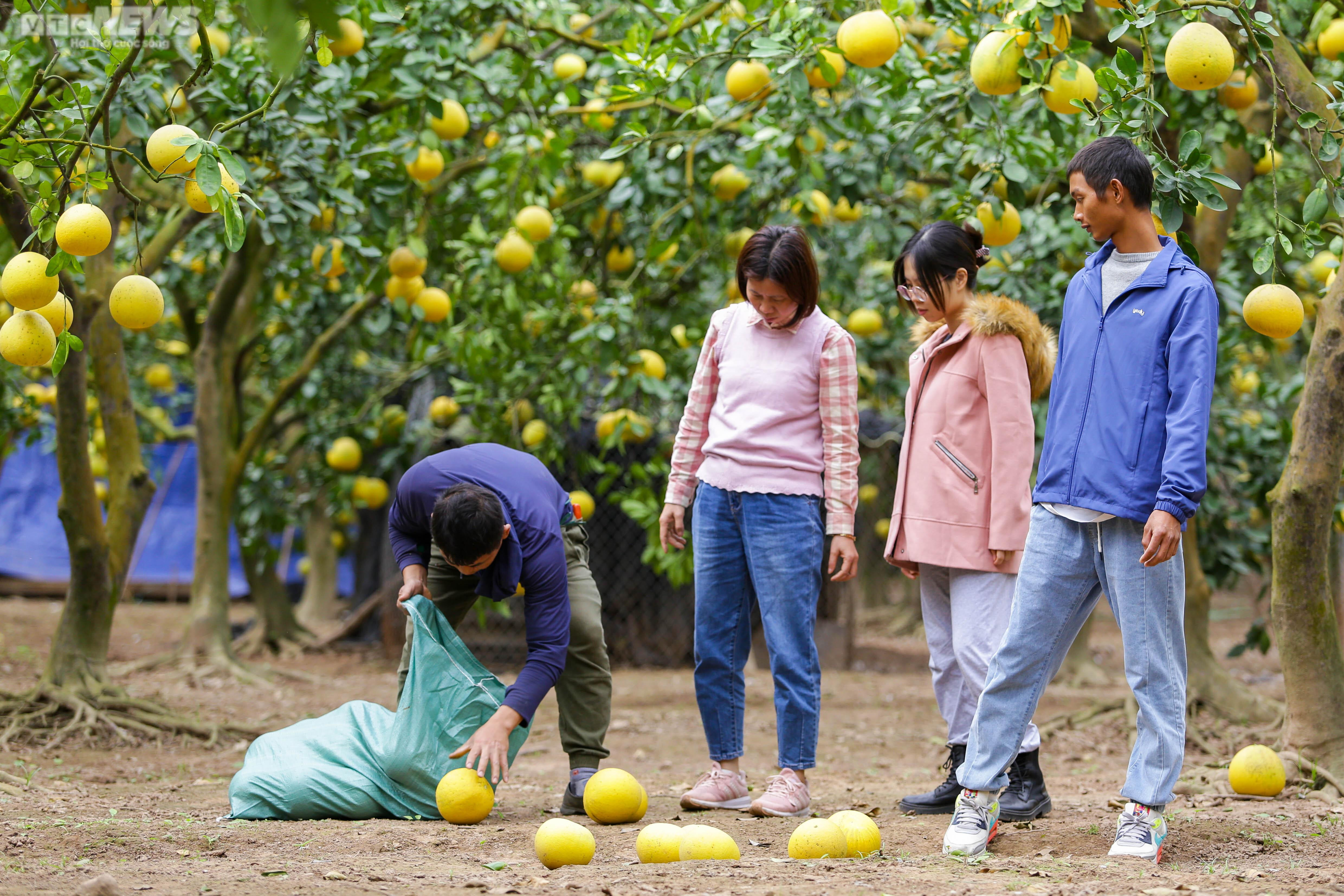 Vườn bưởi Diễn 2.000 gốc tất bật thu hoạch phục vụ dịp Tết 2023 - 8