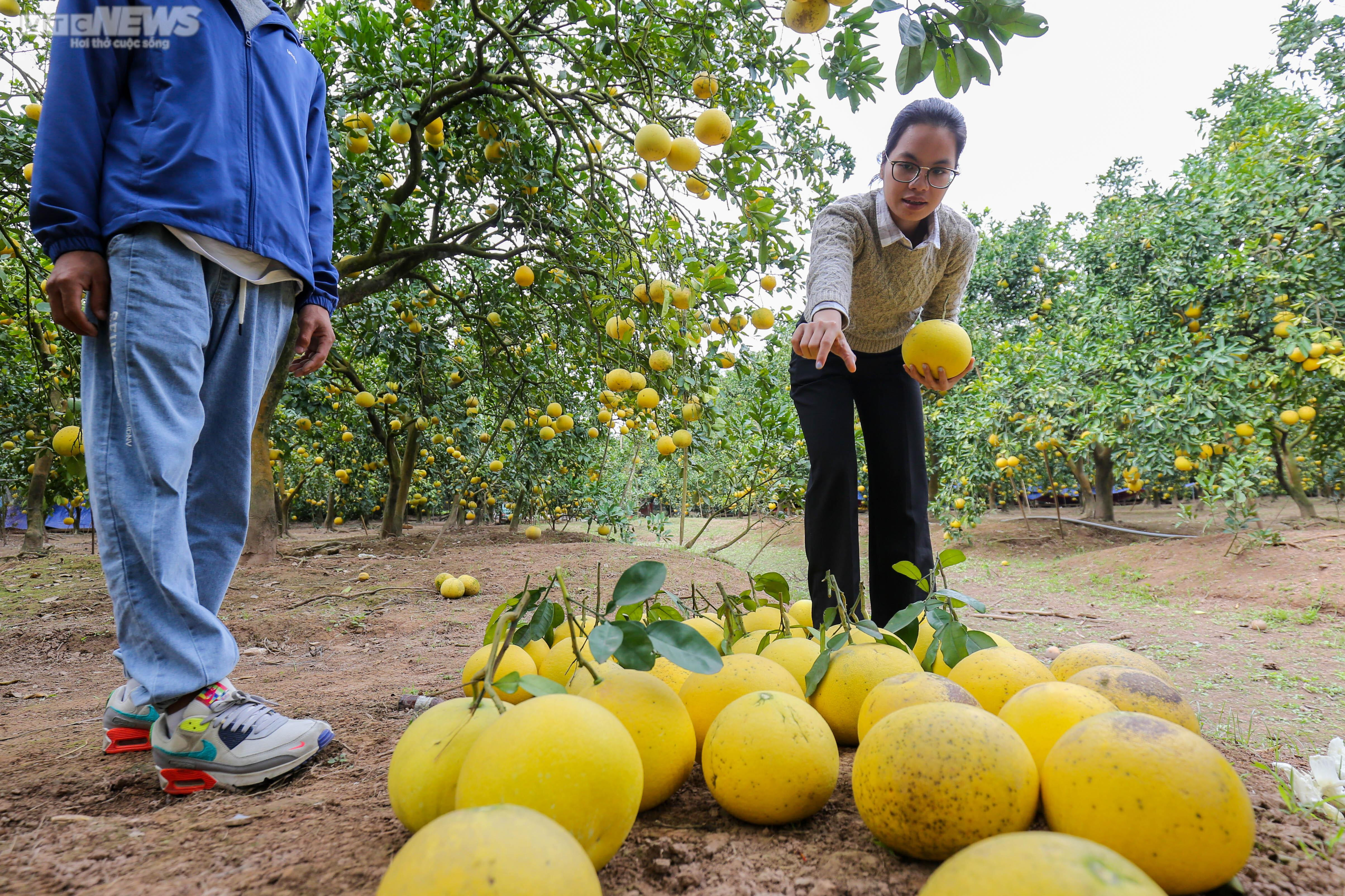 Vườn bưởi Diễn 2.000 gốc tất bật thu hoạch phục vụ dịp Tết 2023 - 6