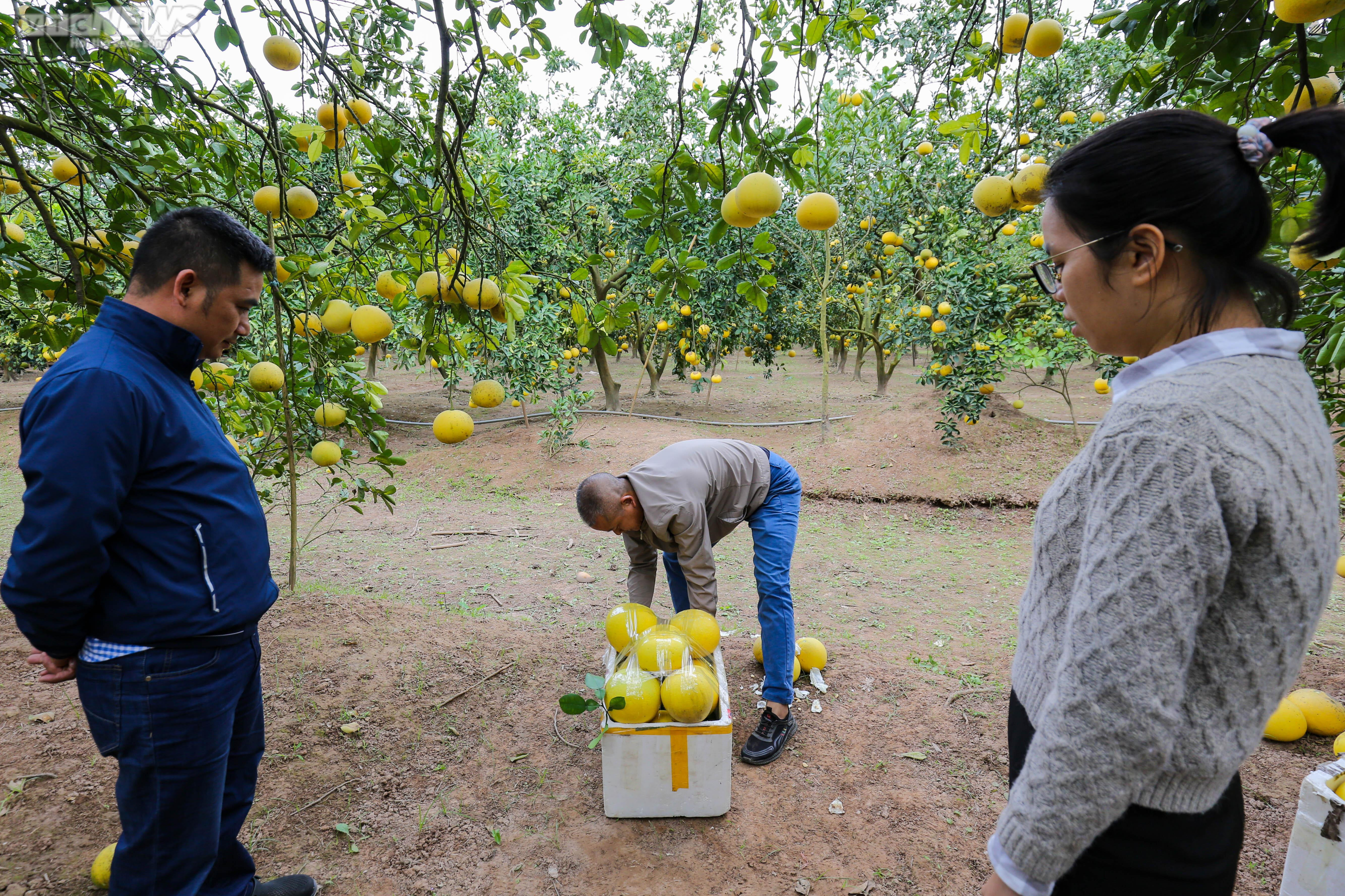 Vườn bưởi Diễn 2.000 gốc tất bật thu hoạch phục vụ dịp Tết 2023 - 7