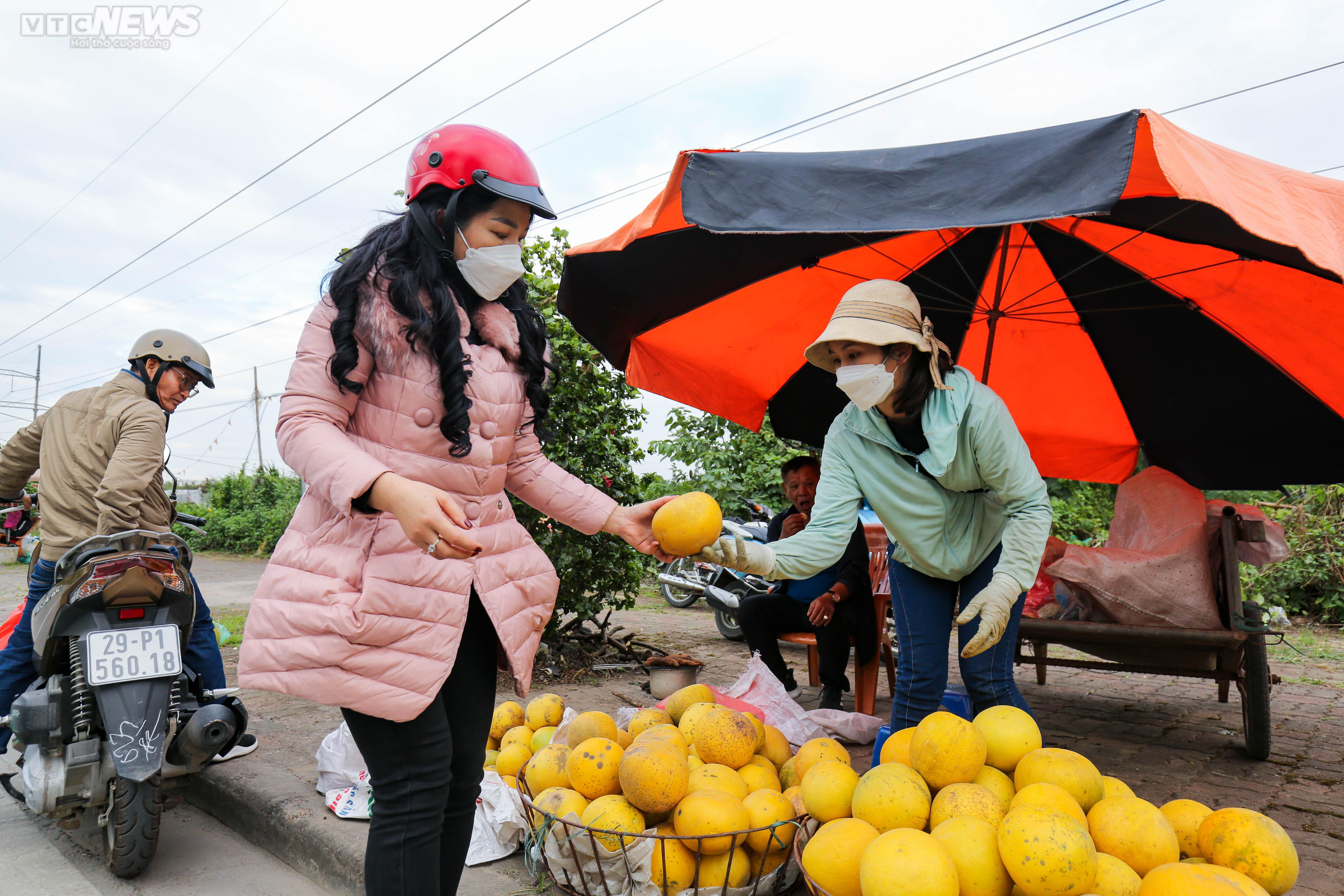 Vườn bưởi Diễn 2.000 gốc tất bật thu hoạch phục vụ dịp Tết 2023 - 13